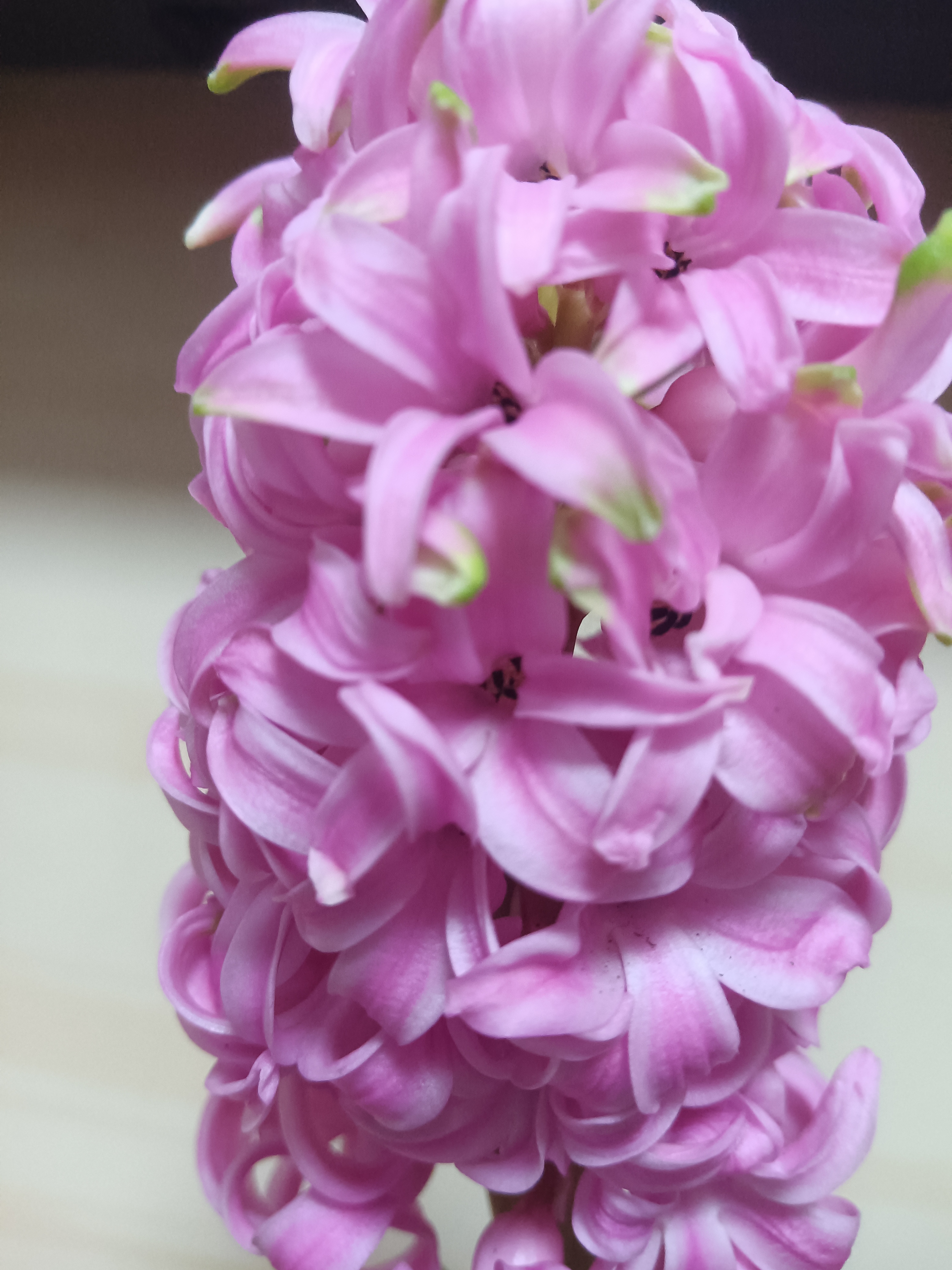 两棵风信子,一棵冒出两个花剑.