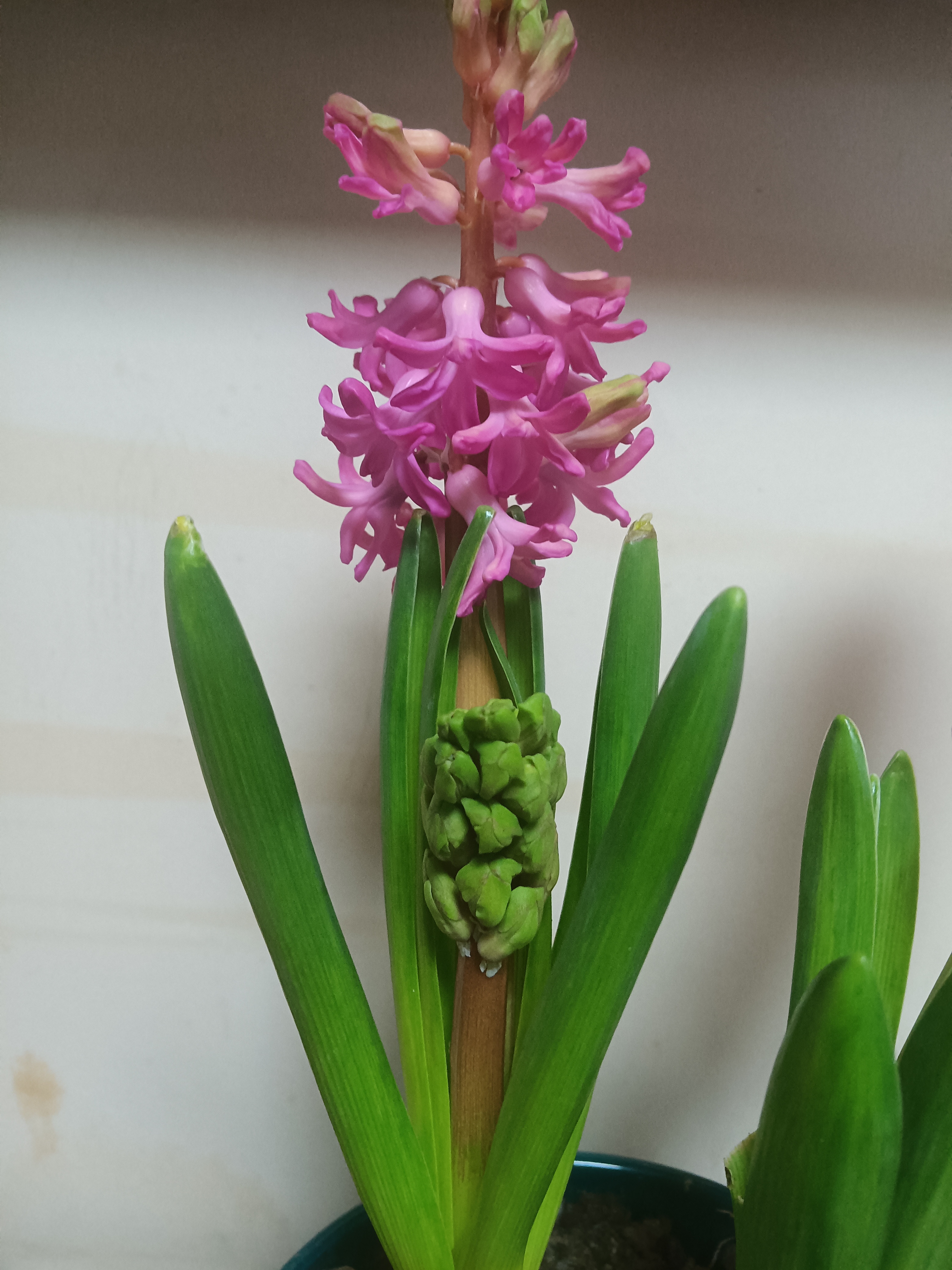 两棵风信子,一棵冒出两个花剑.