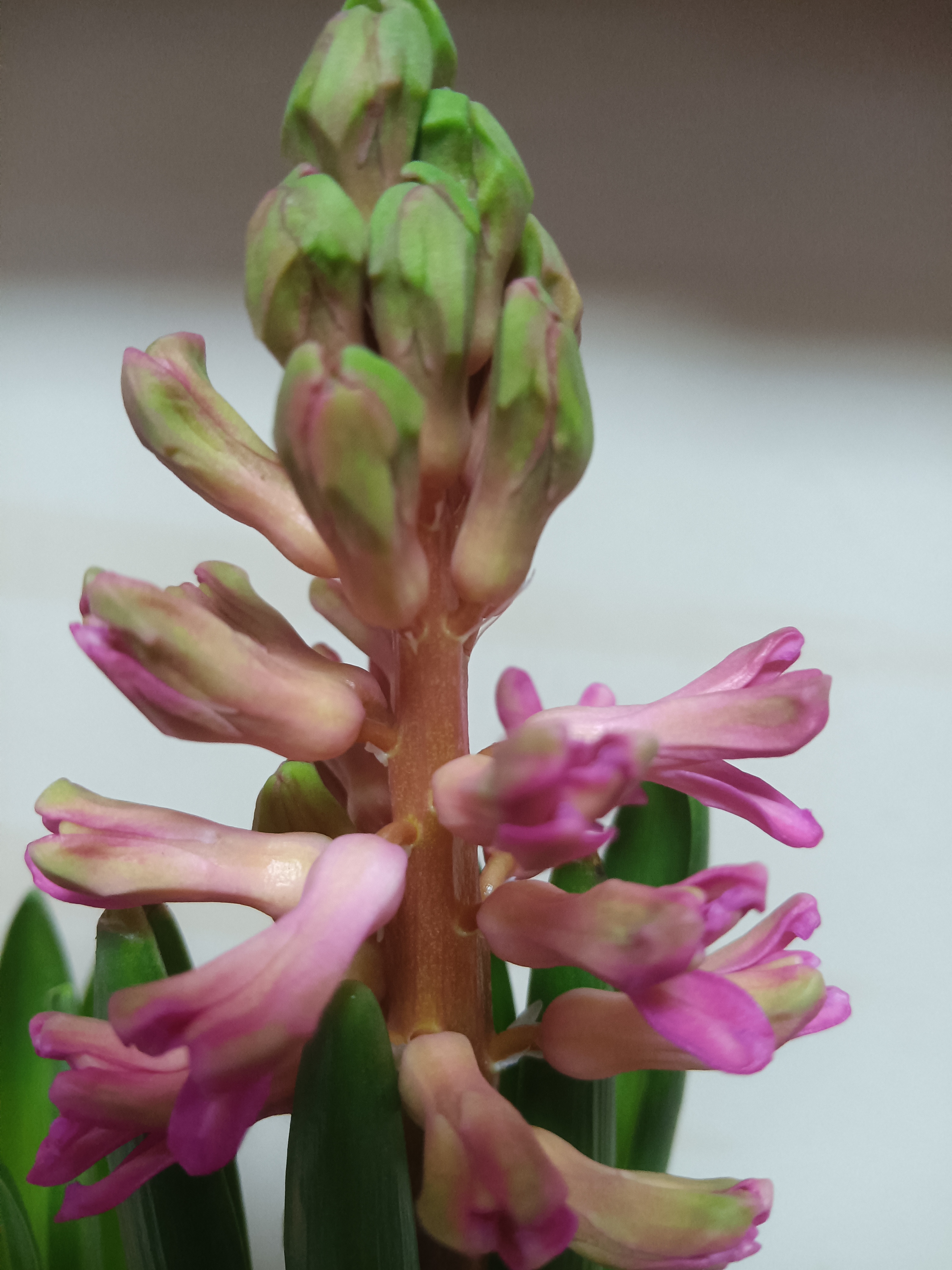 两棵风信子,一棵冒出两个花剑.