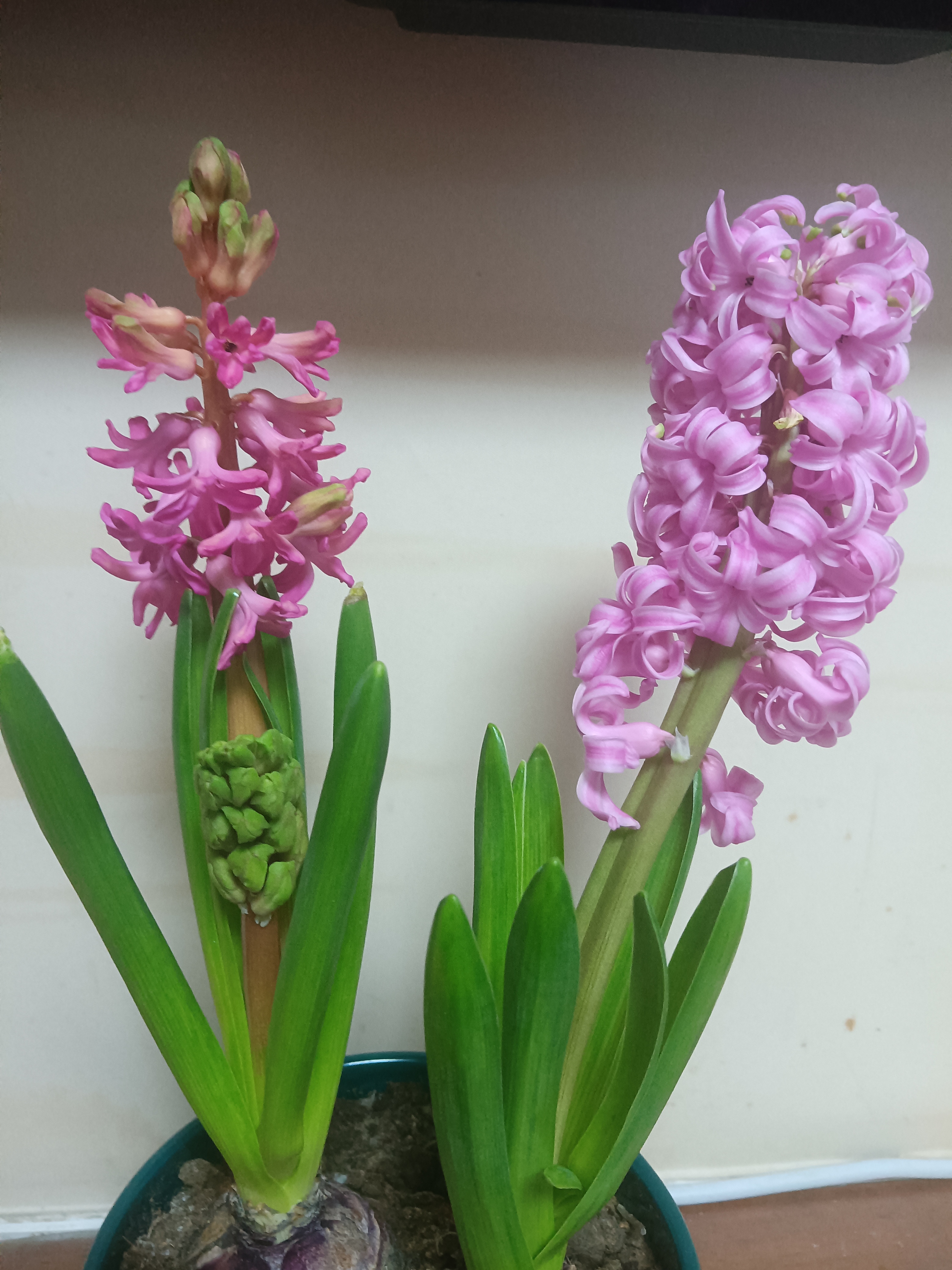 两棵风信子,一棵冒出两个花剑.