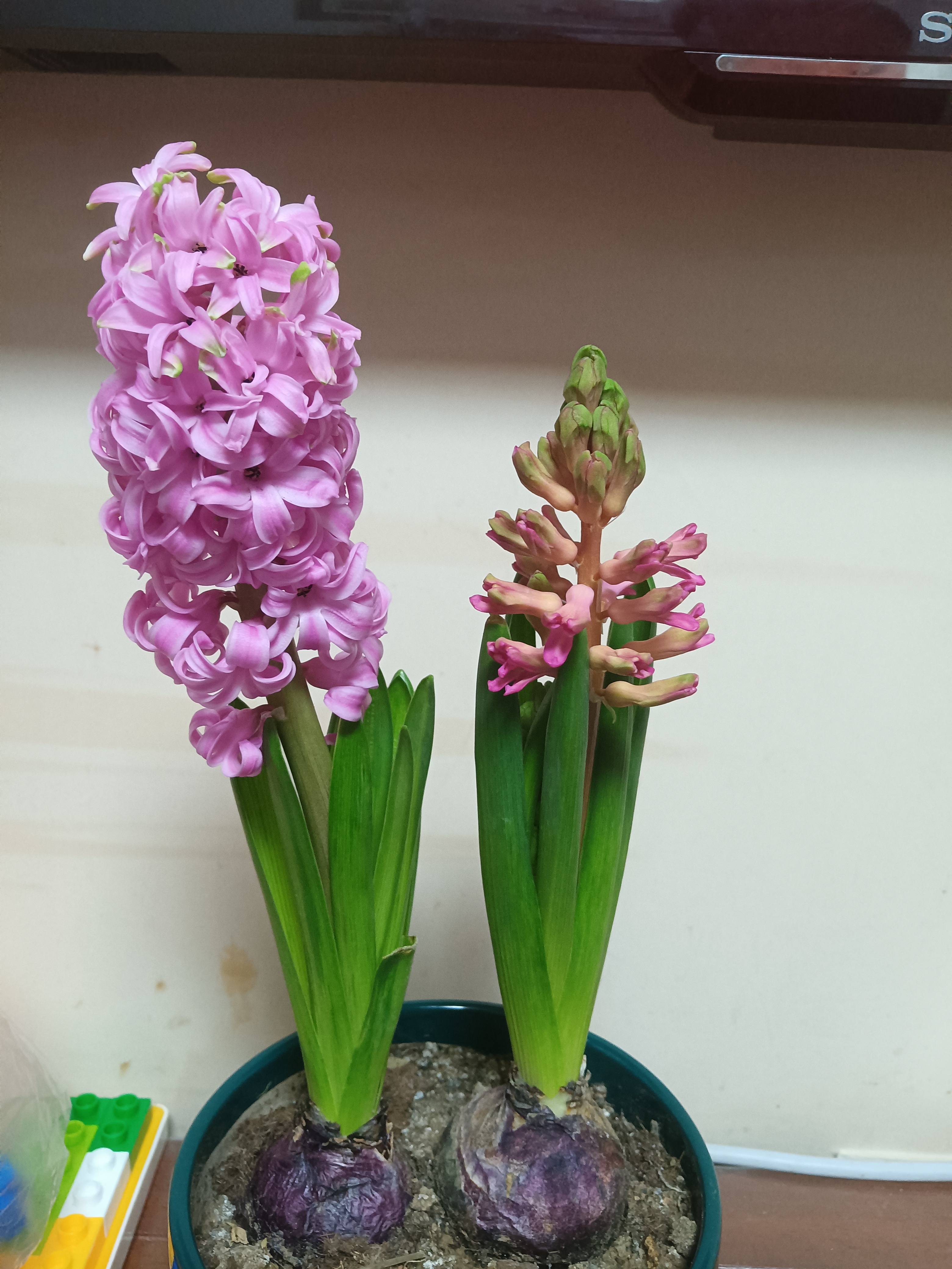 两棵风信子,一棵冒出两个花剑.