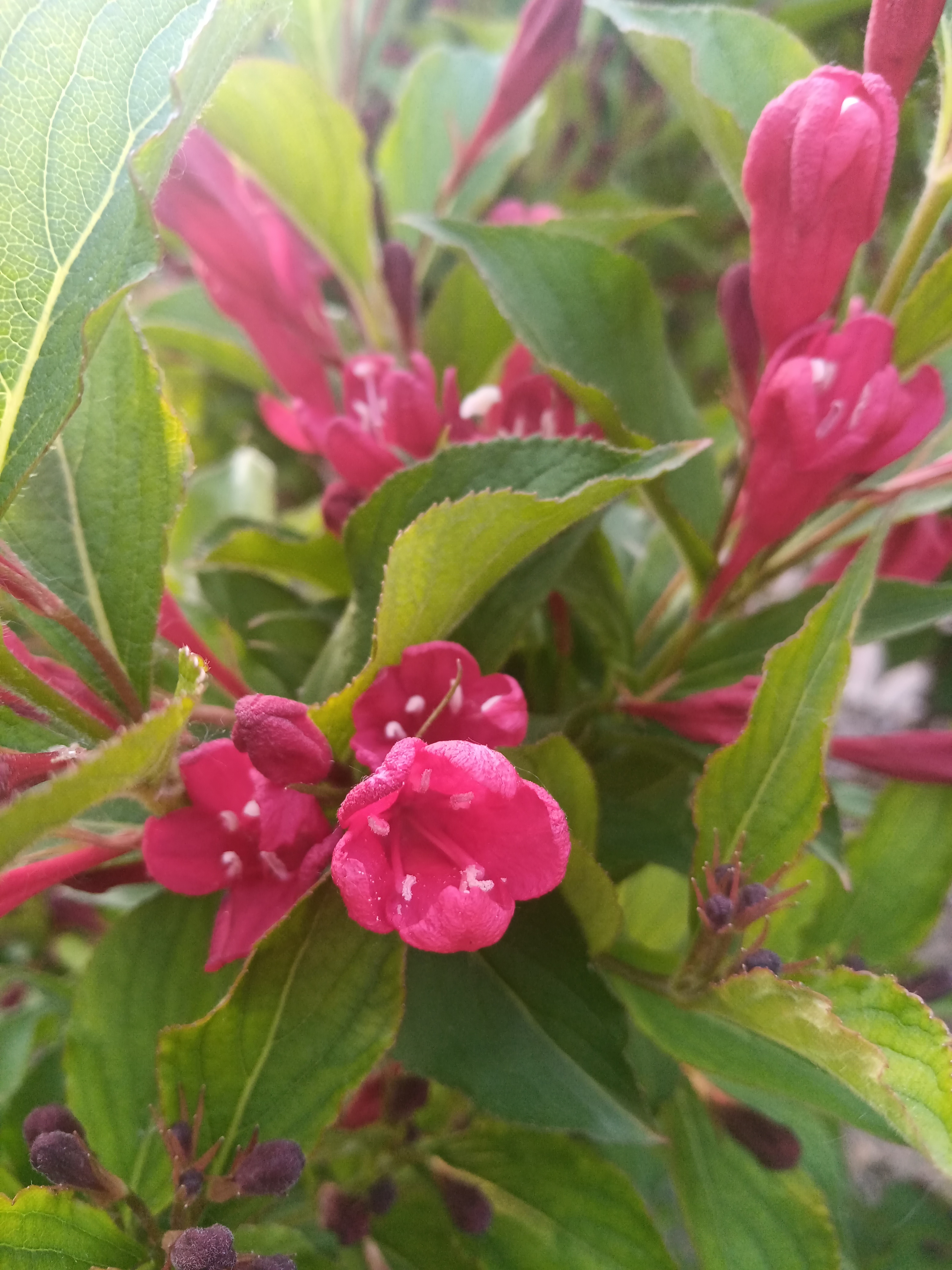 父母院子里养的两棵野杜鹃花,一棵粉色一棵紫红色,五一放回来正好是