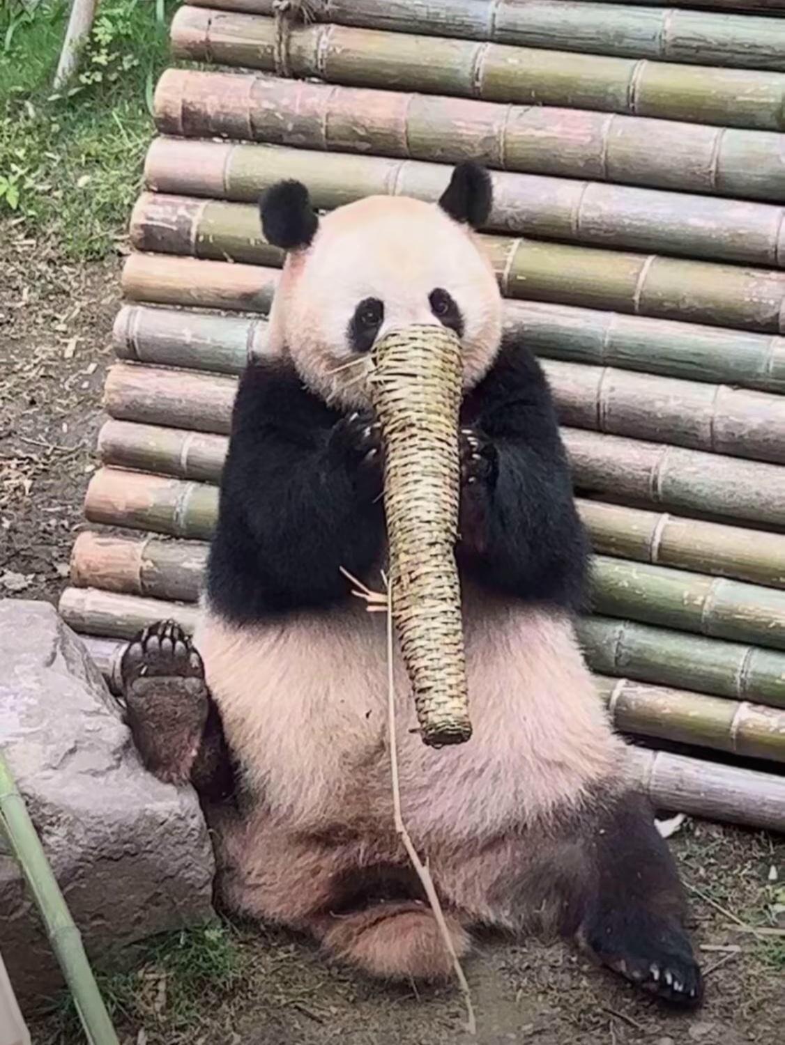 把这只熊猫给整成这副造型的意义何在呢?纯属为了搞笑吗?