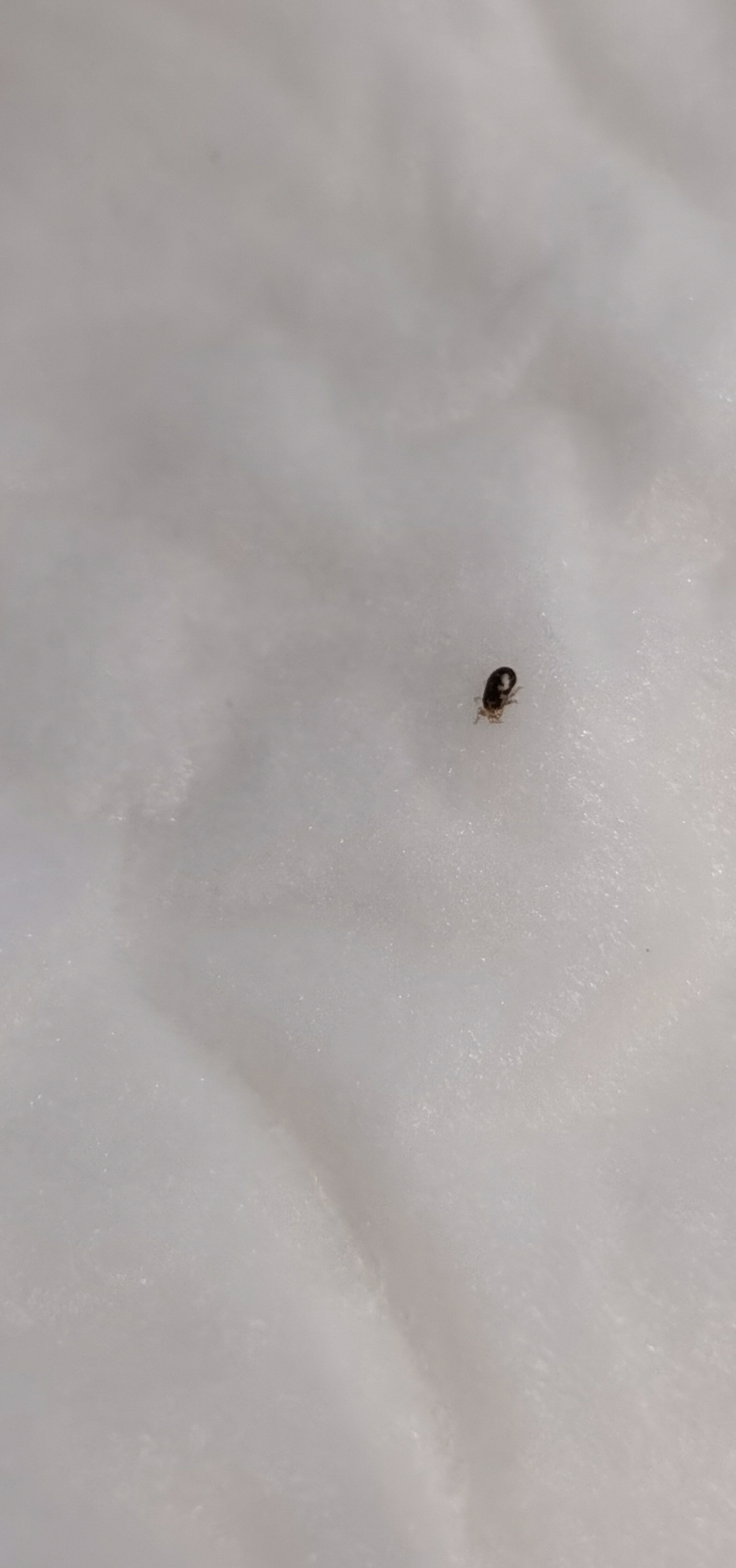 有哪位专家知道这种虫子叫什么吗?很小,体长不超过1毫米