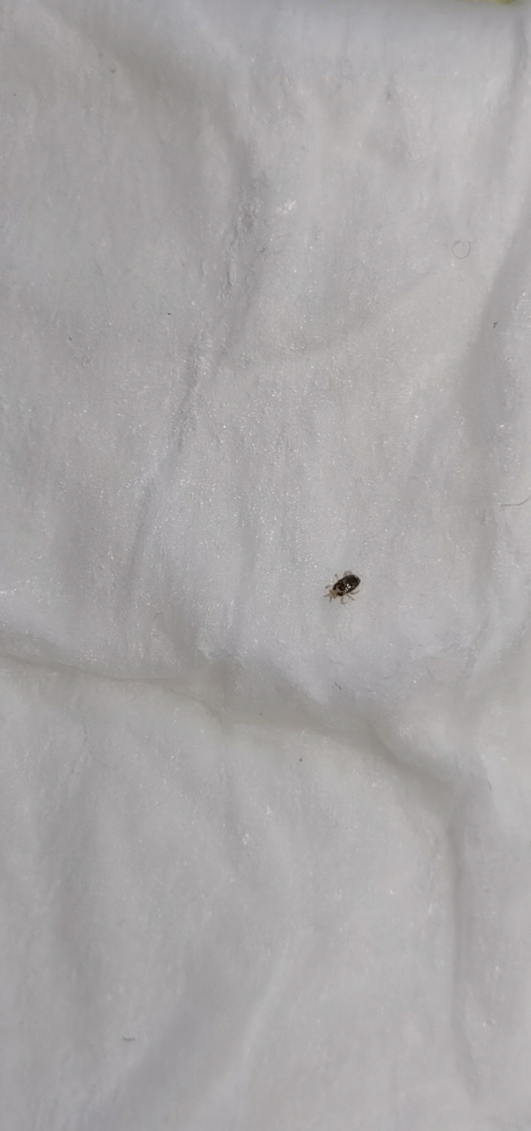 有哪位专家知道这种虫子叫什么吗?很小,体长不超过1毫米.