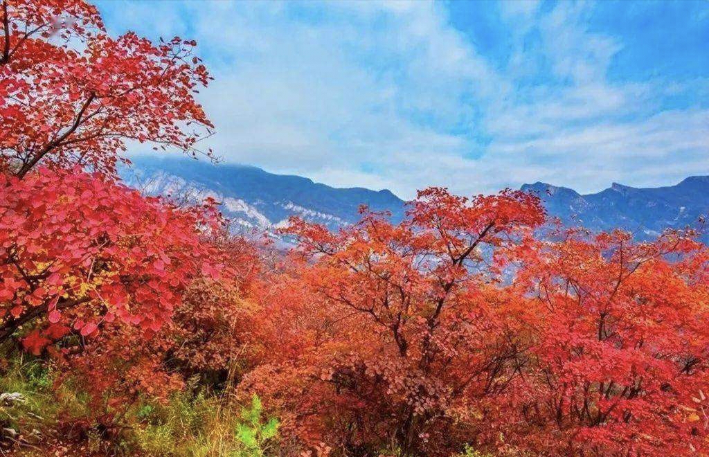 十月金秋  群山红叶尽风流, 紫蟹银鱼碧水游