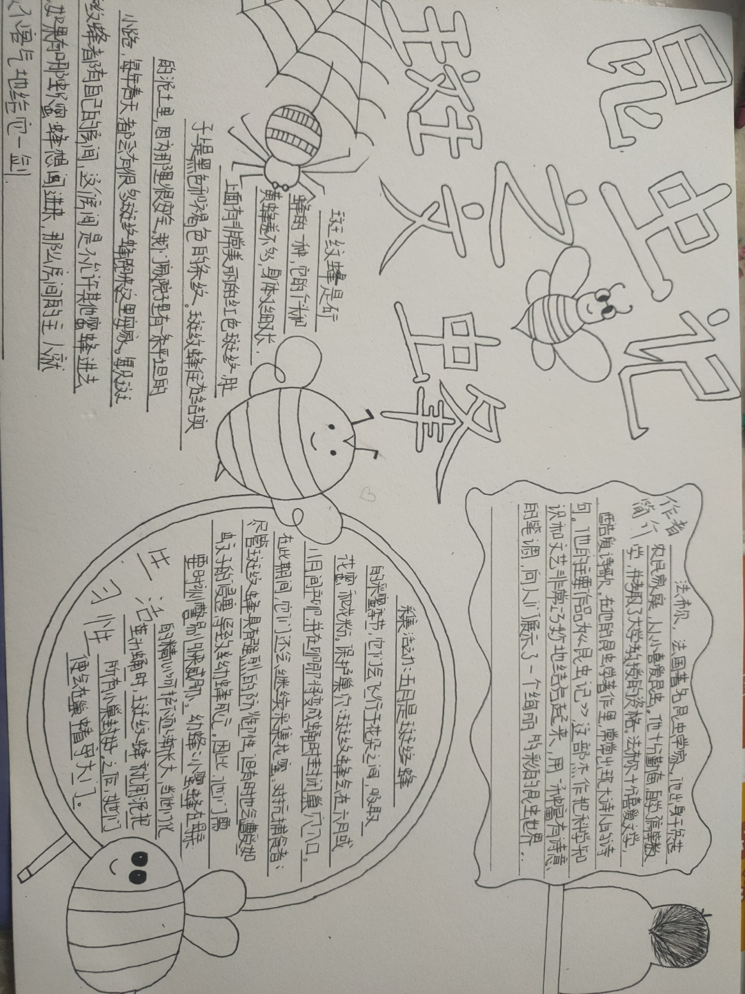 昆虫记之斑纹蜂(手抄报)