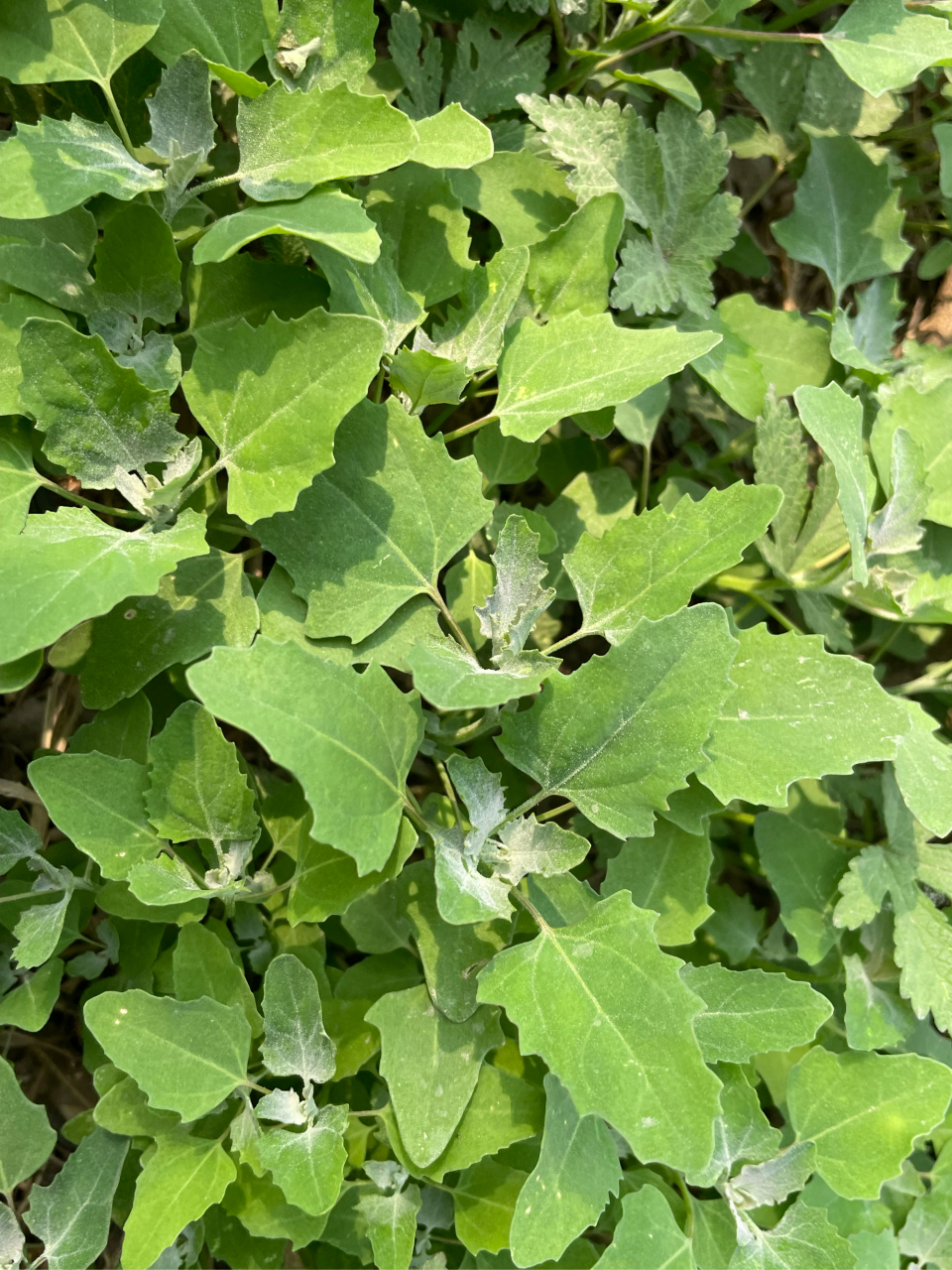 灰灰菜,可食用野菜.天天带您认识野菜.