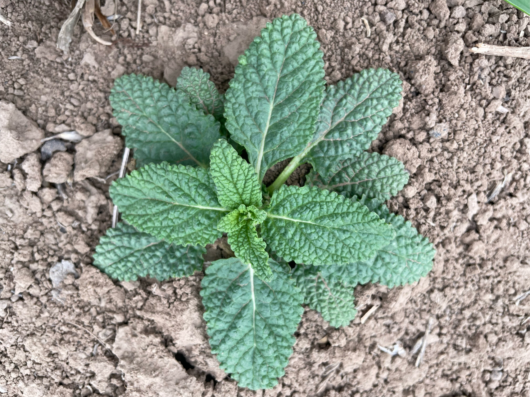 蛤蟆菜 蛤蟆菜,药食同源野菜.带您认识更多有价值的野菜.