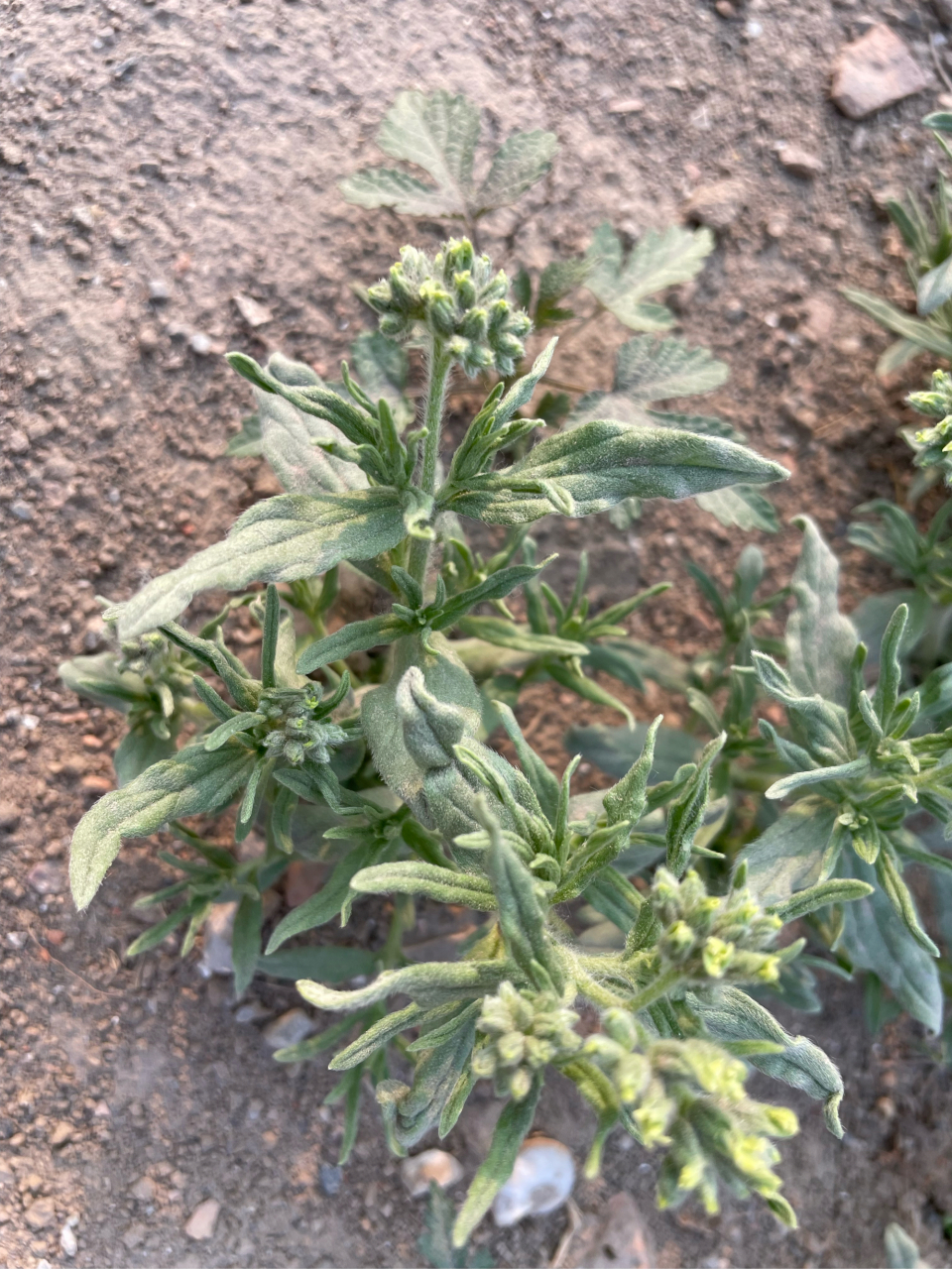 砂引草 砂引草,这个野菜不可食用,闻着有点臭味.