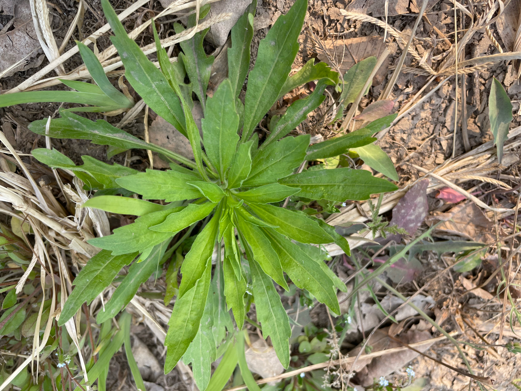 小蓬草可以吃吗图片