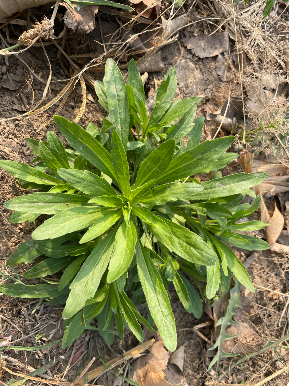 小蓬草可以吃吗图片