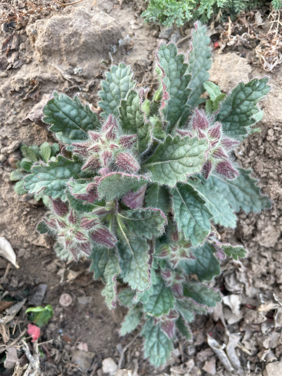 地黄 给您介绍可食用的野菜,地黄菜您吃过吗,春天我要吃的,摊鸡蛋