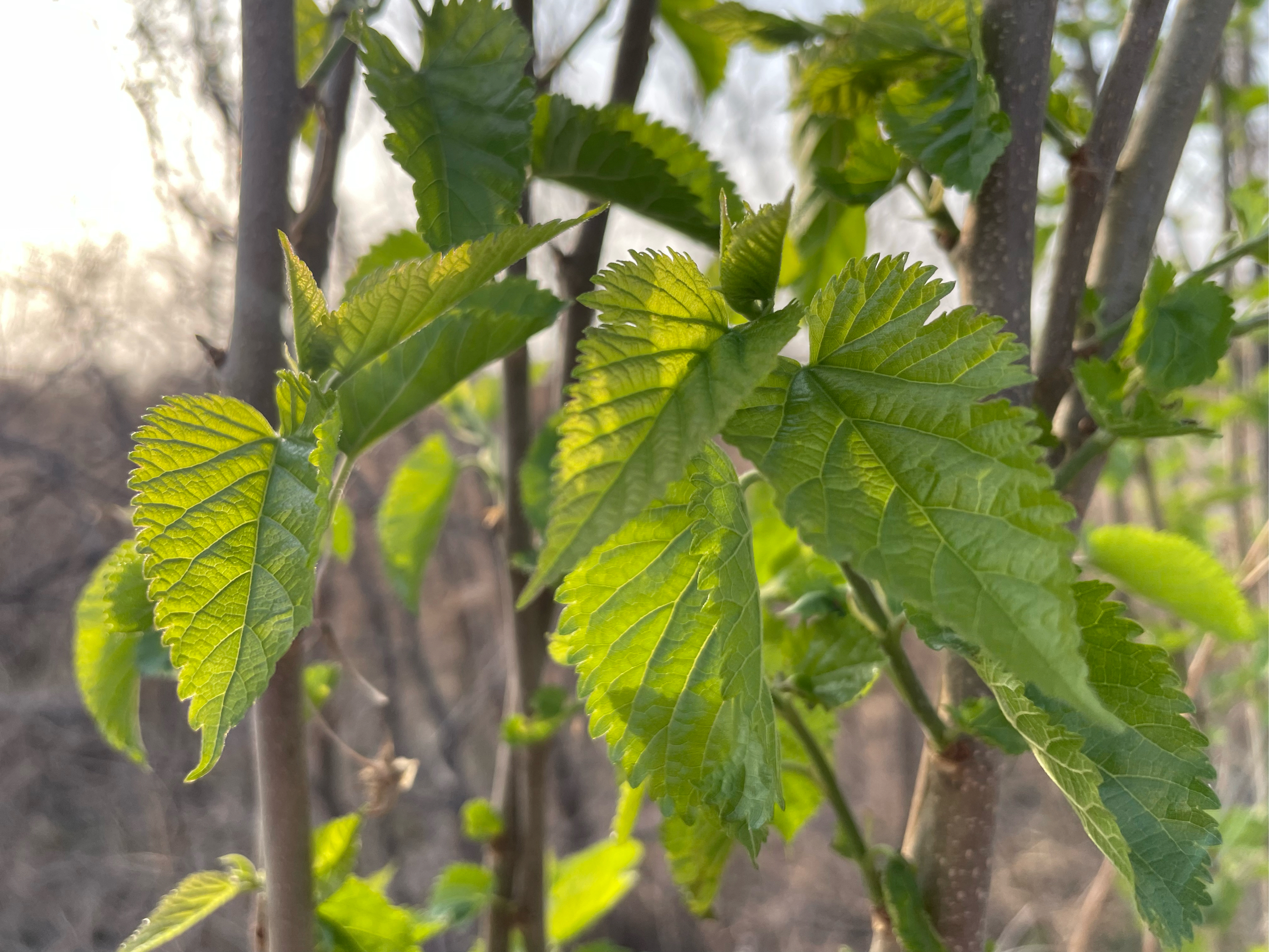 桑树 它属桑颗落叶灌木,茎是灰色,根杏黄色,非常亮丽,皮比较细腻,上边