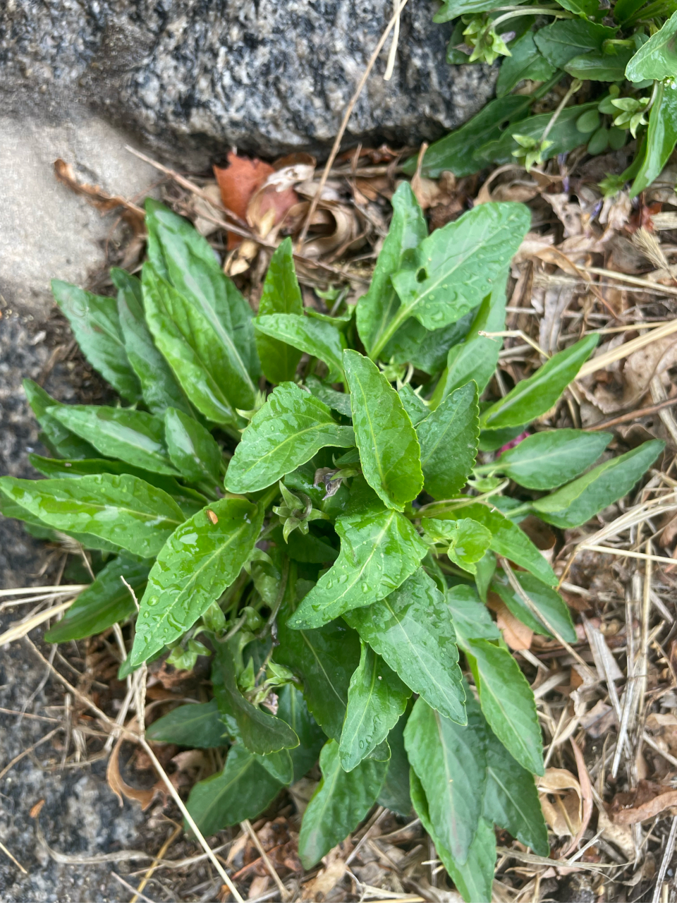 紫花地丁 紫花地丁,也是可食用野菜,它是药食同源的野菜