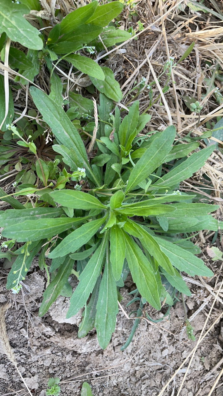 小蓬草可以吃吗图片