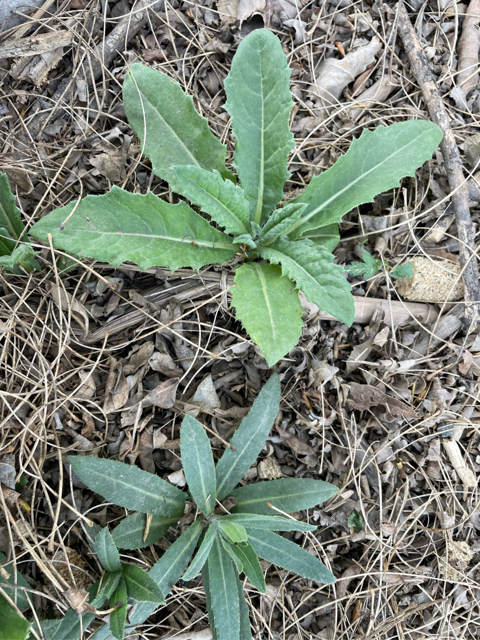 刺刺菜怎么吃图片