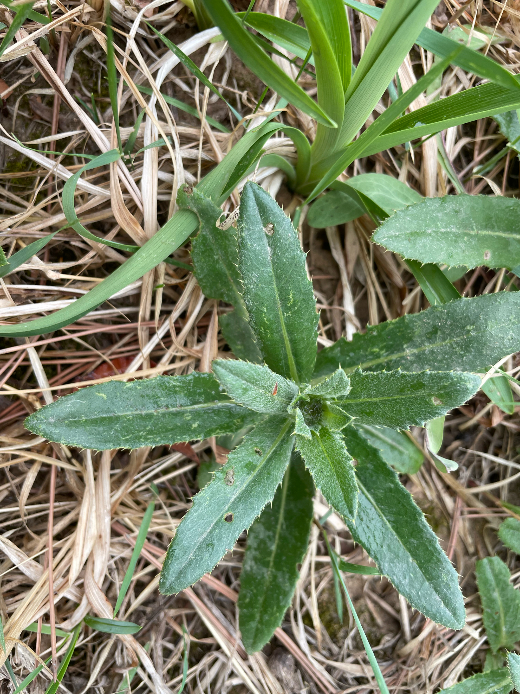 刺儿菜