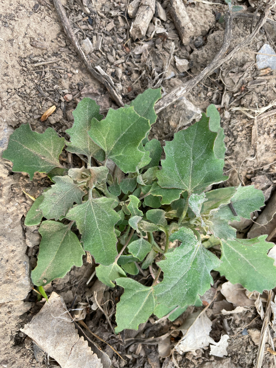 灰灰菜,可食用野菜.天天带您认识野菜.