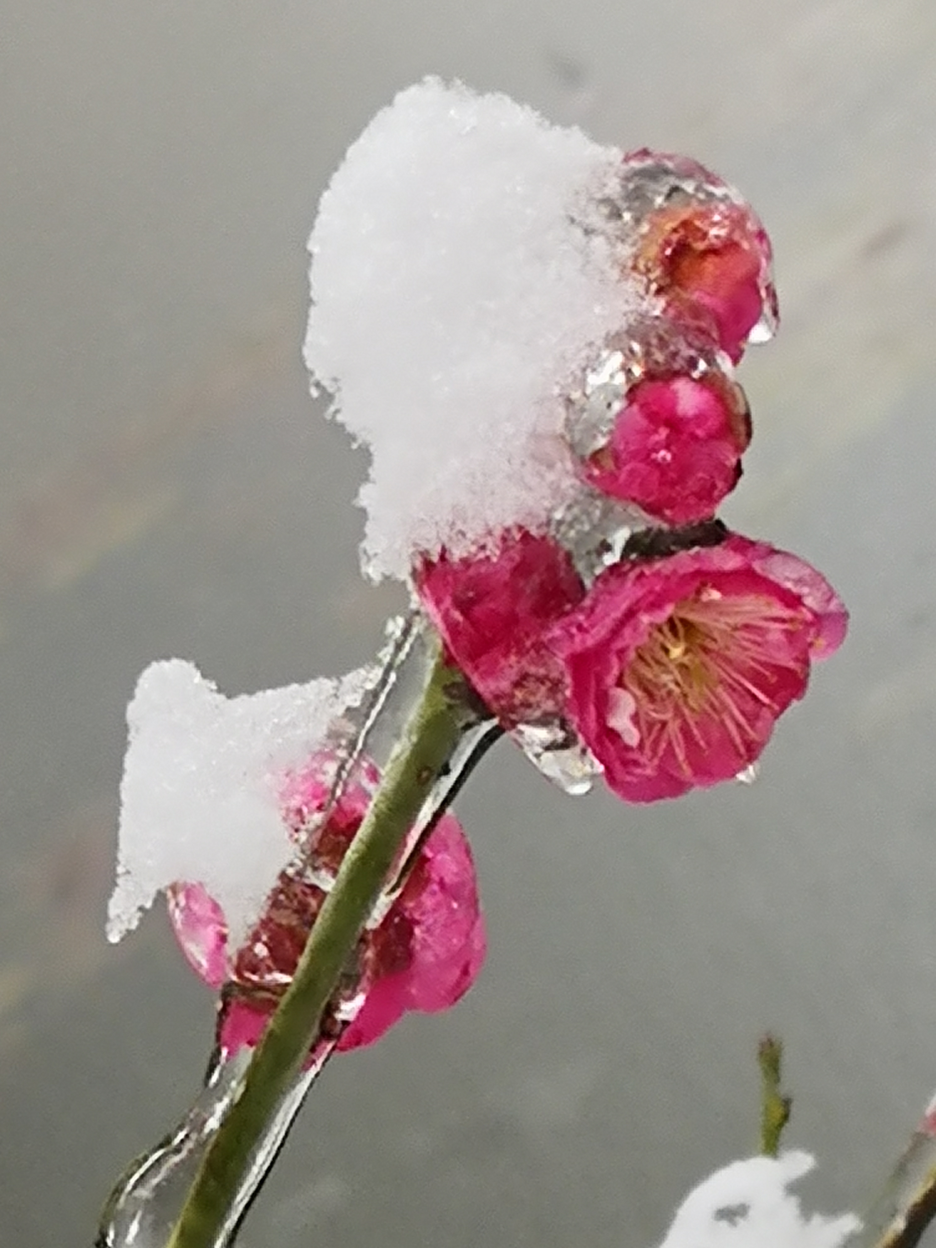 梅花残雪品种的图片图片