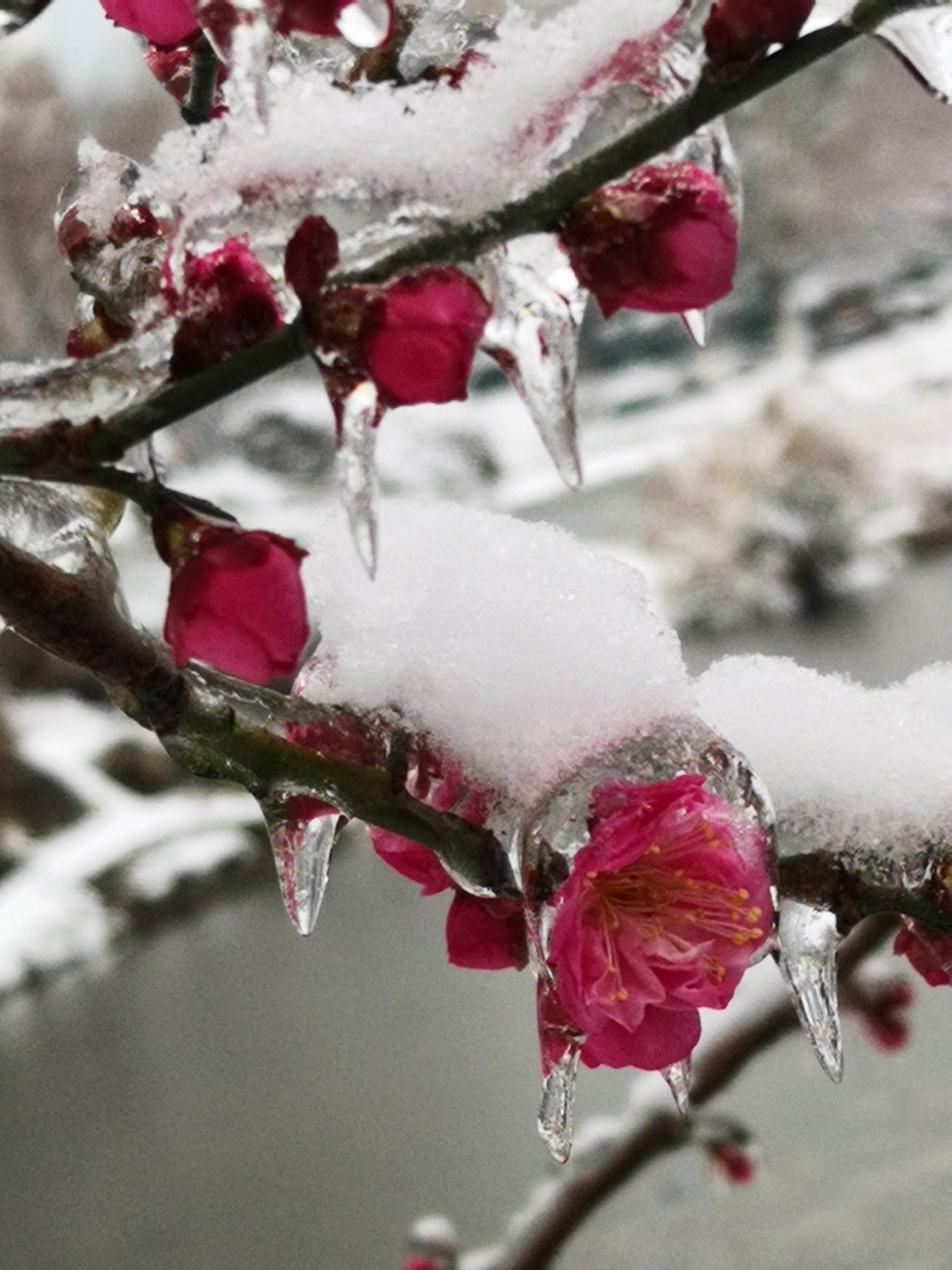 梅花残雪品种的图片图片