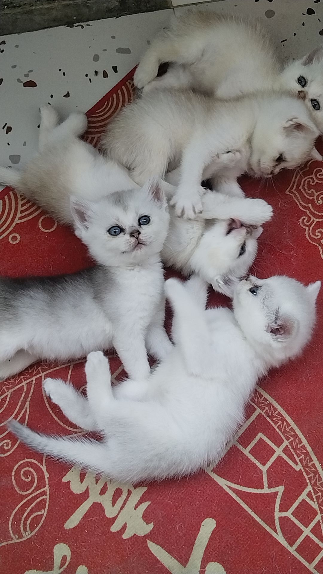 猫咪# 英短银渐层宝宝满月了,有喜欢的小小主吗?