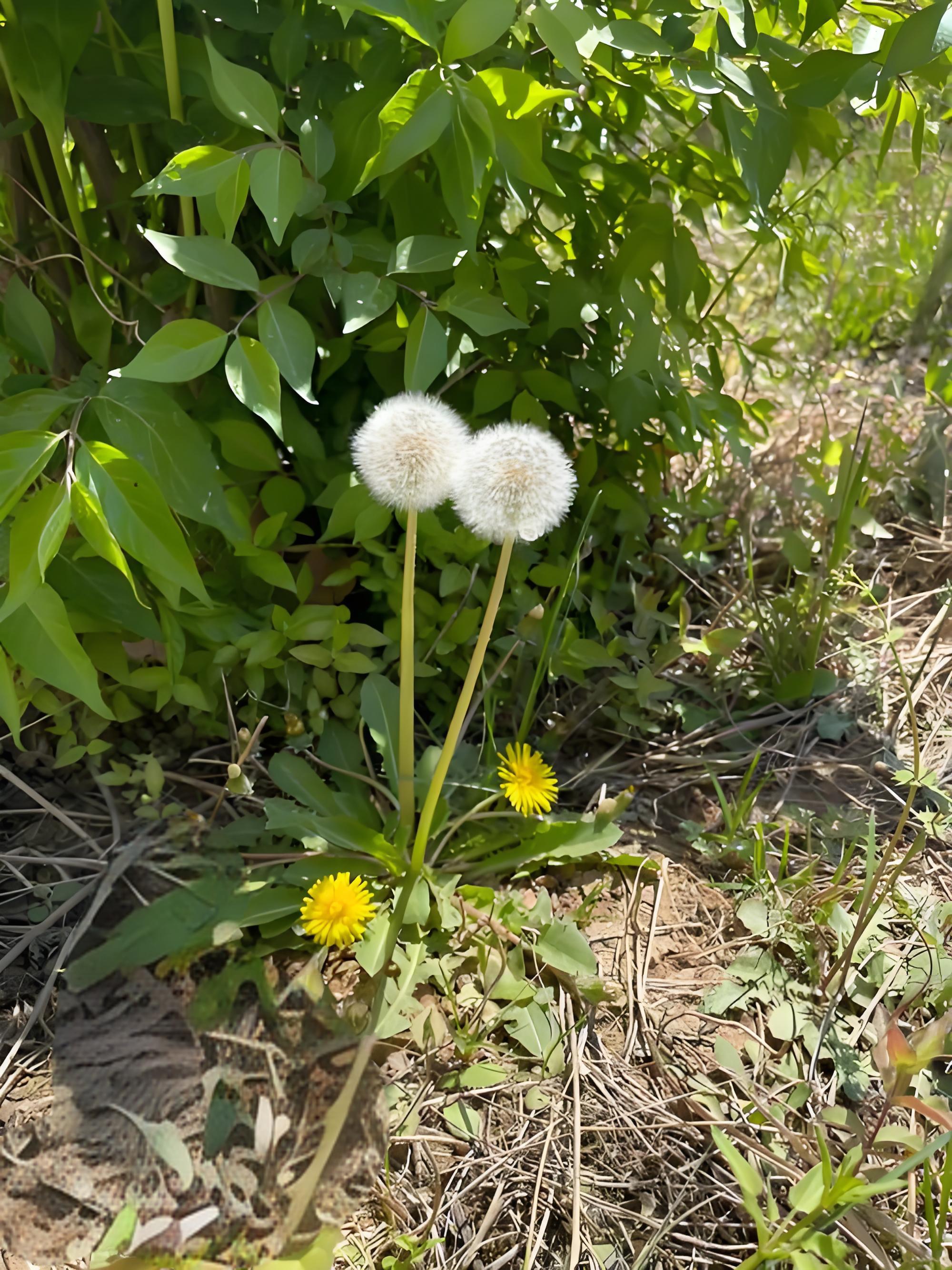 蒲公英草样子图片