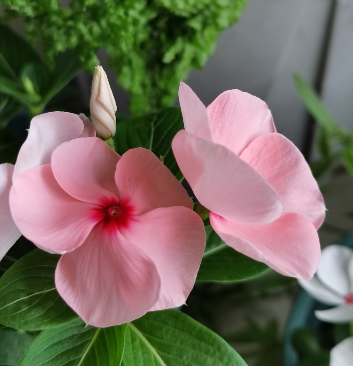 阳台一角的小花境  龟背竹 狐尾天门冬 ,就地取材  长寿花 虎皮兰