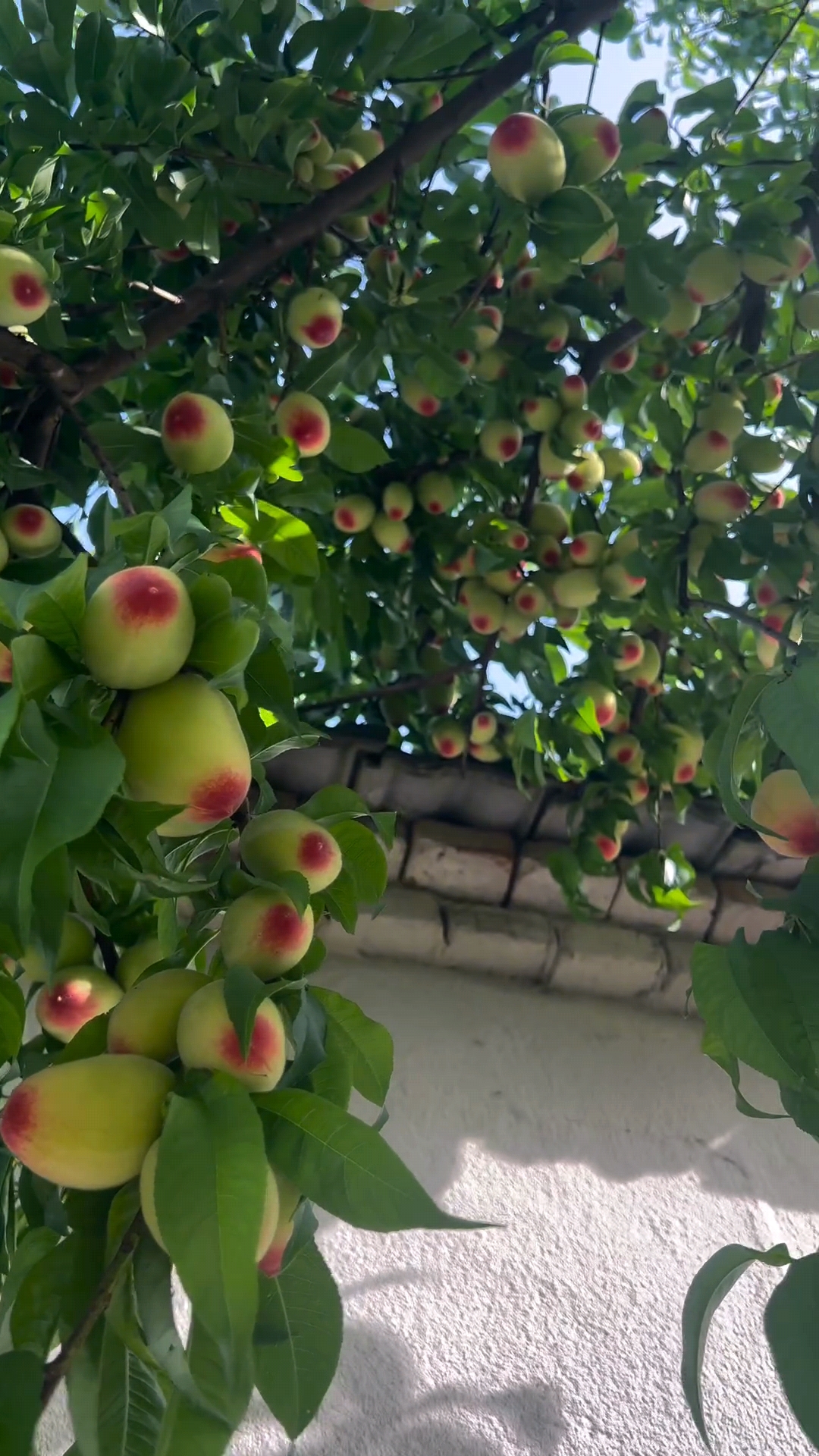 今天回老家办事,刚到家就看见邻居家的桃树,桃树上的桃子结的密密麻麻