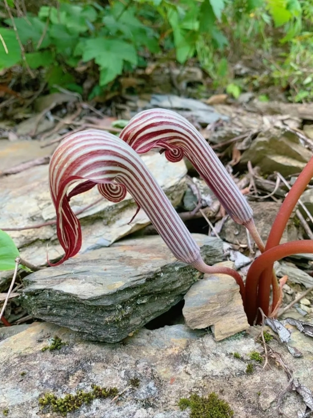 无意间发现了这个植物,这种植物长着弯弯曲曲的茎,茎上分布着红白相间