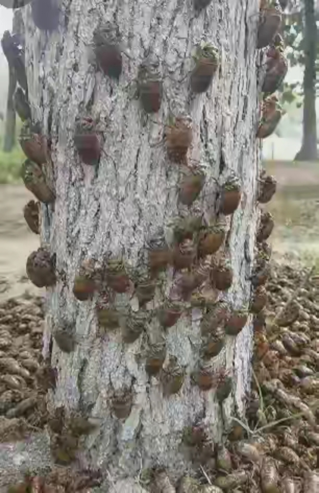 我们突然看这棵树上有许多的知了猴,小叔子说全部都带回家,炸了吃掉!