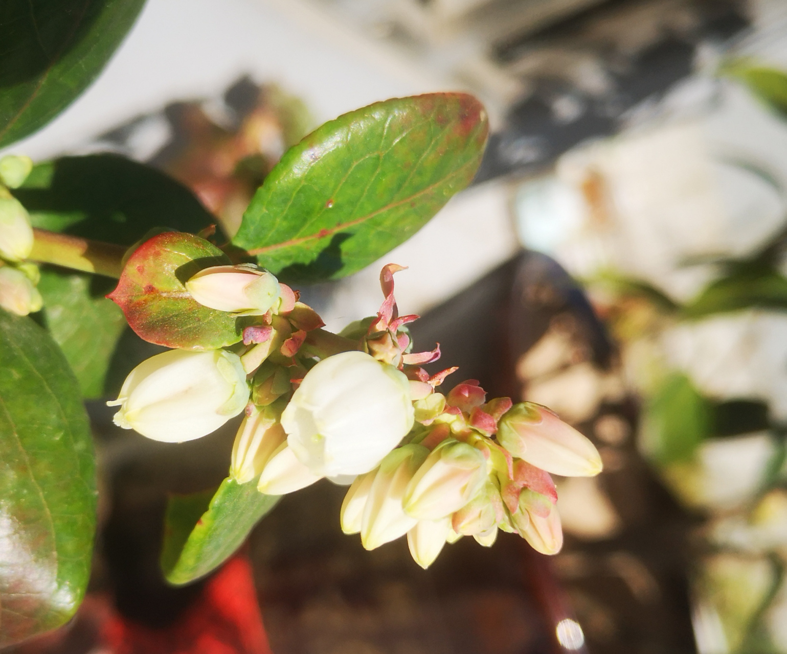 奥尼尔蓝莓现在就开花了,坐标陕西陕南,能吃到果子吗?有大神吗看看