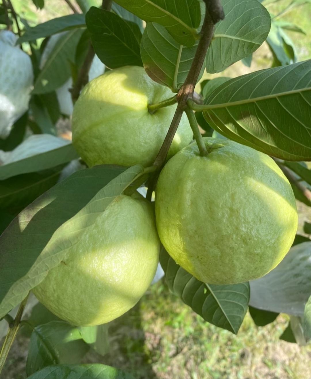 芭乐口感香甜多汁,有独特的风味.