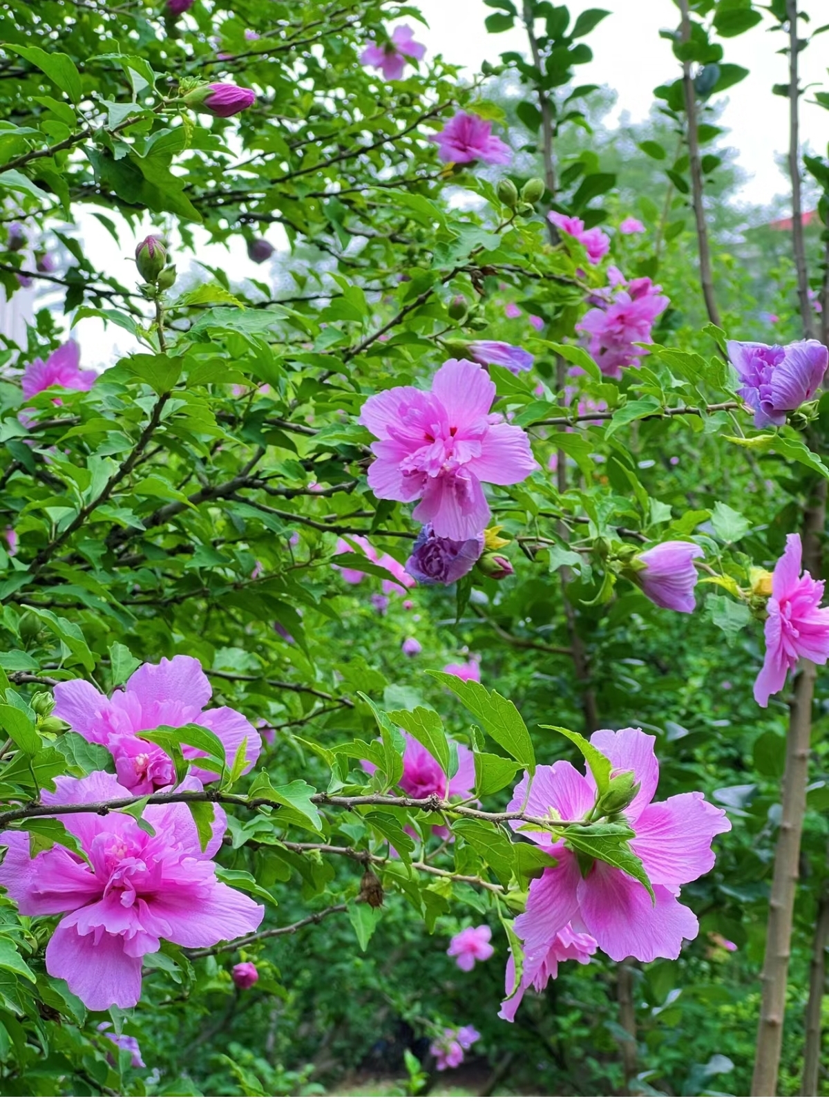 木槿花花期较长