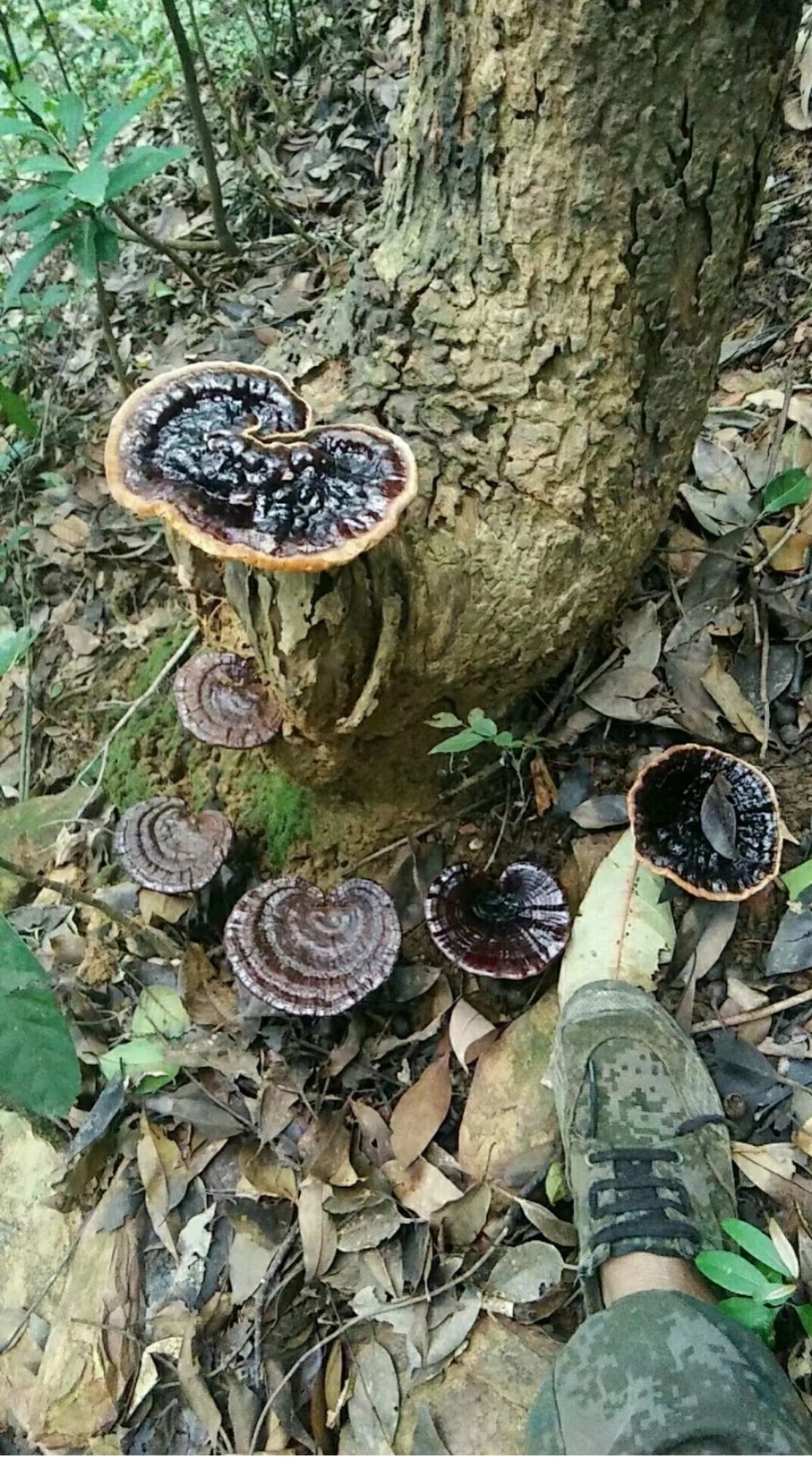 正宗野生灵芝图片