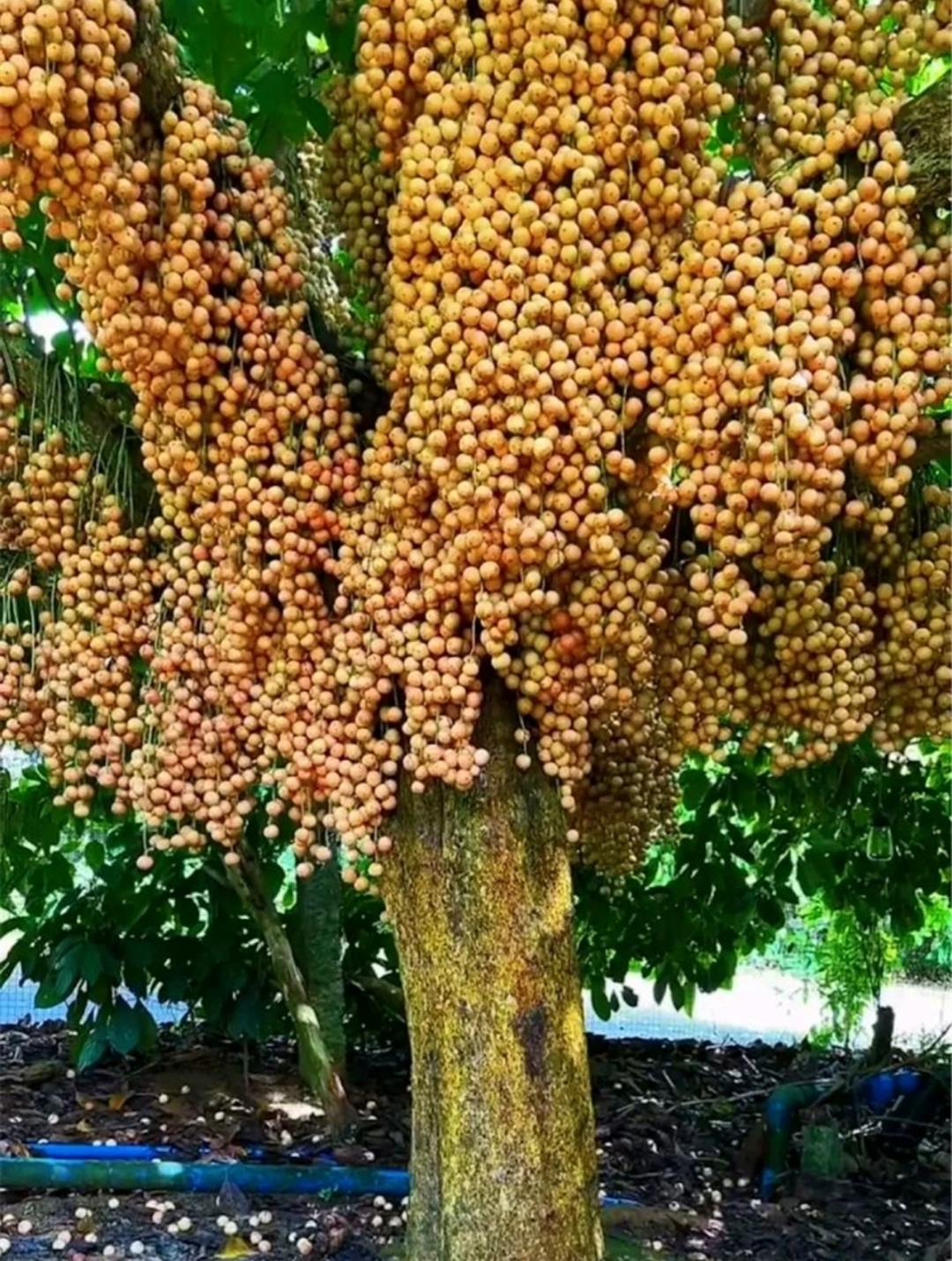 龙宫果的外表是属于小家碧玉那一款的,呈小圆球状,成串生长,果皮淡黄