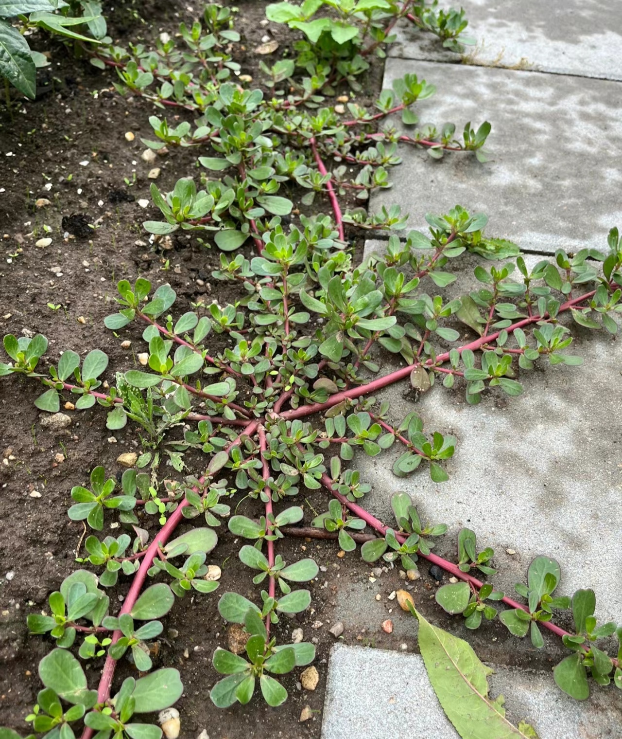 马奶草本野生植物图片图片