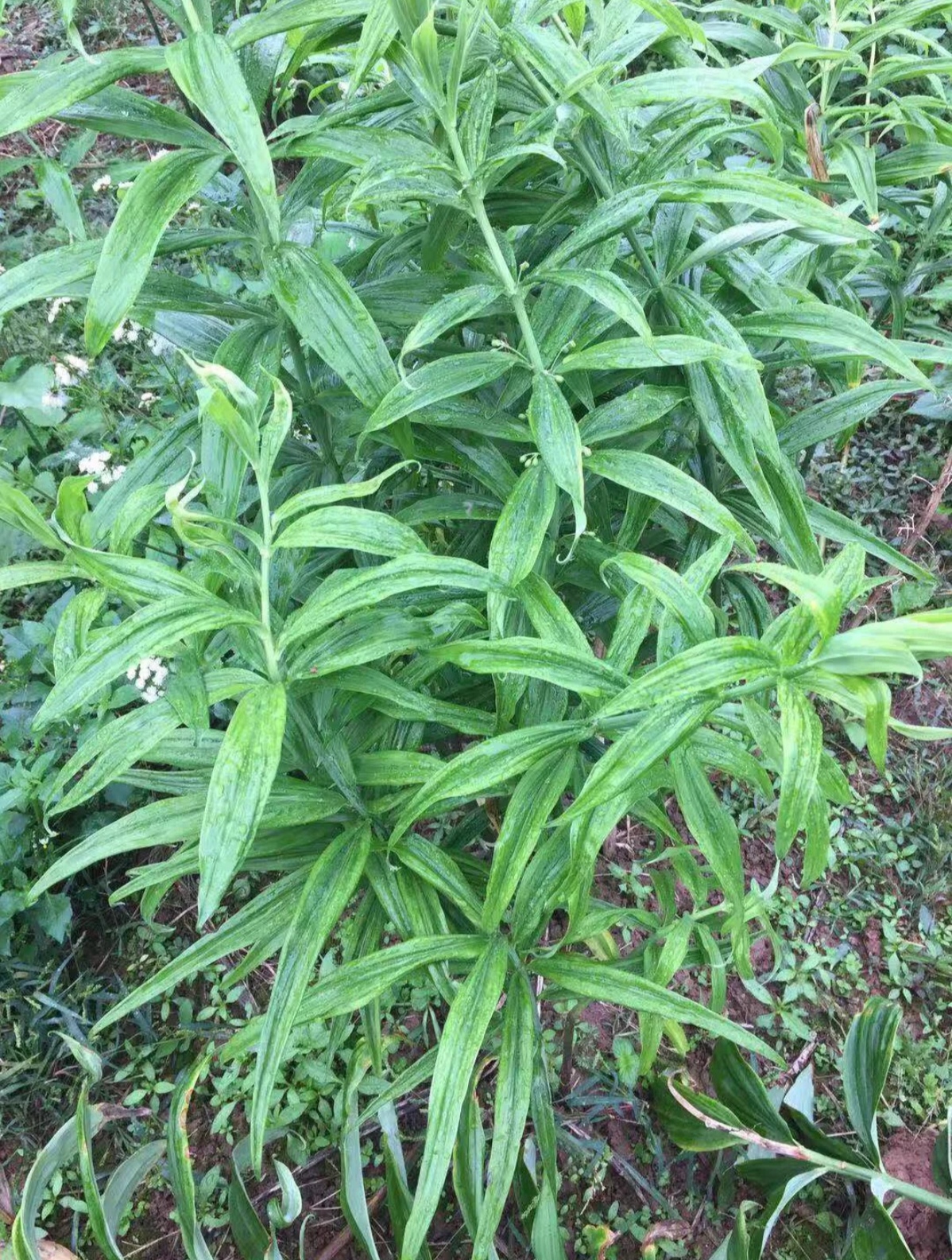 种类多样,常见的有鸡头黄精,姜形黄精,滇黄精等.黄精的食用方法有很多