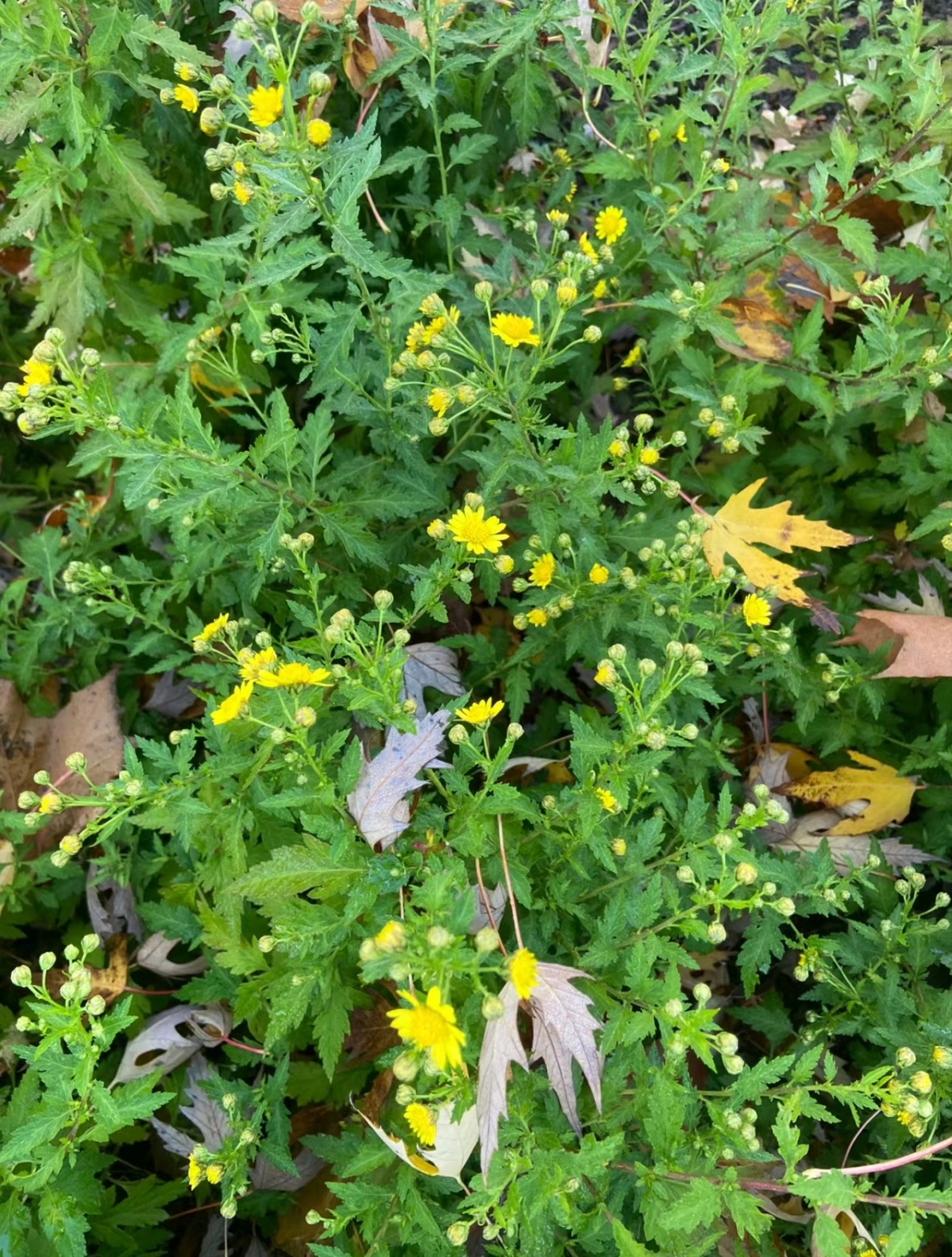 菊花脑有浓郁的香气,口感清新.