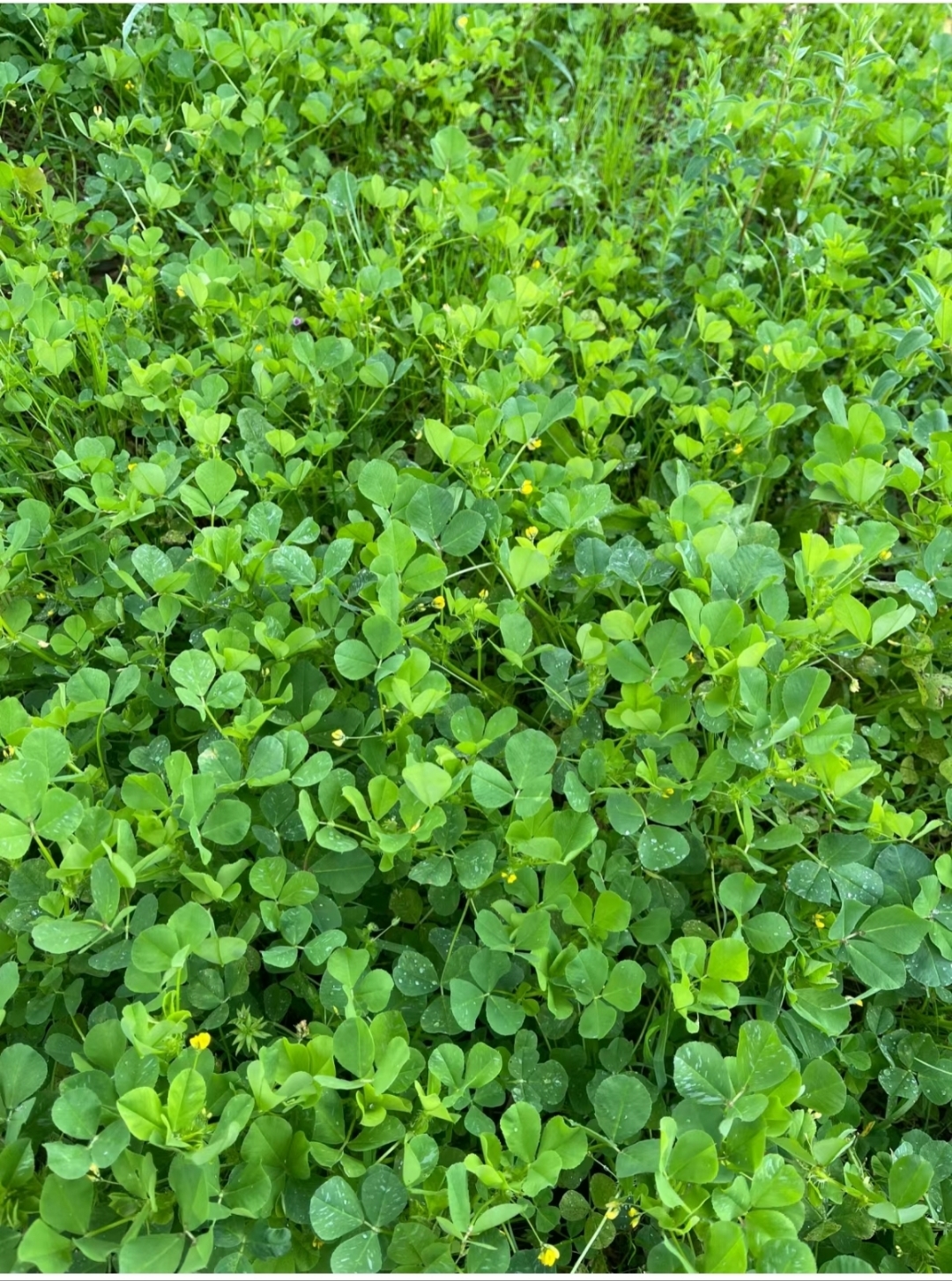 金花菜,原名苜蓿,又叫三叶草,江浙地区称其为金花菜.