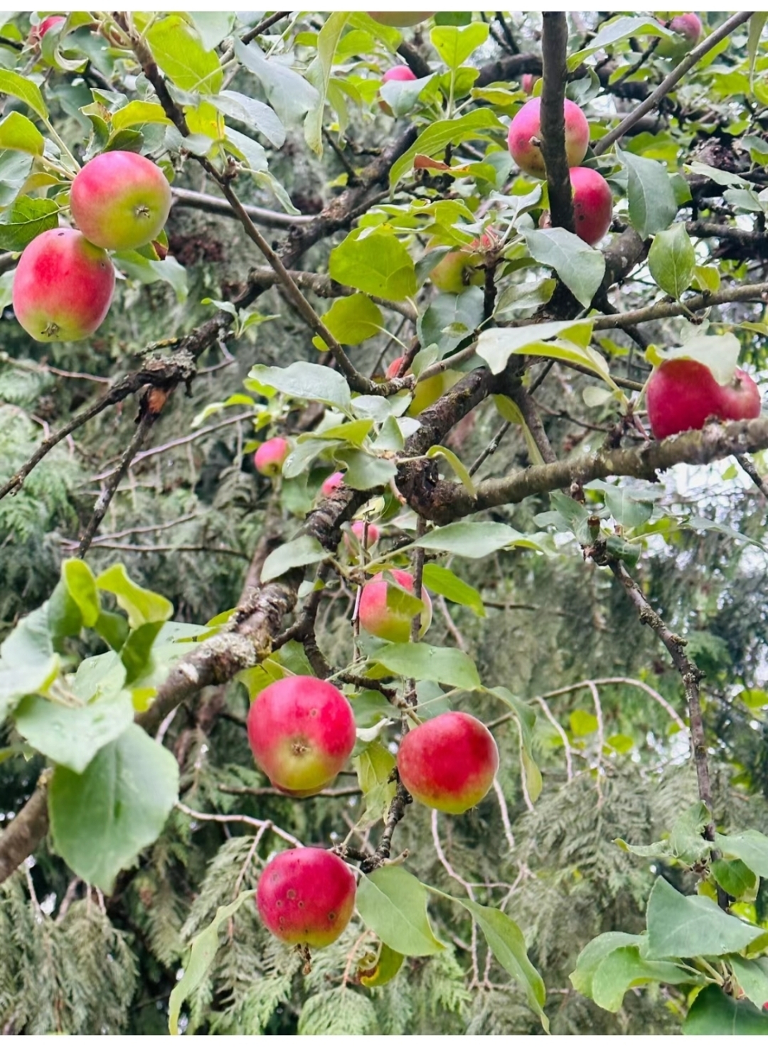 野苹果是蔷薇科苹果属的植物