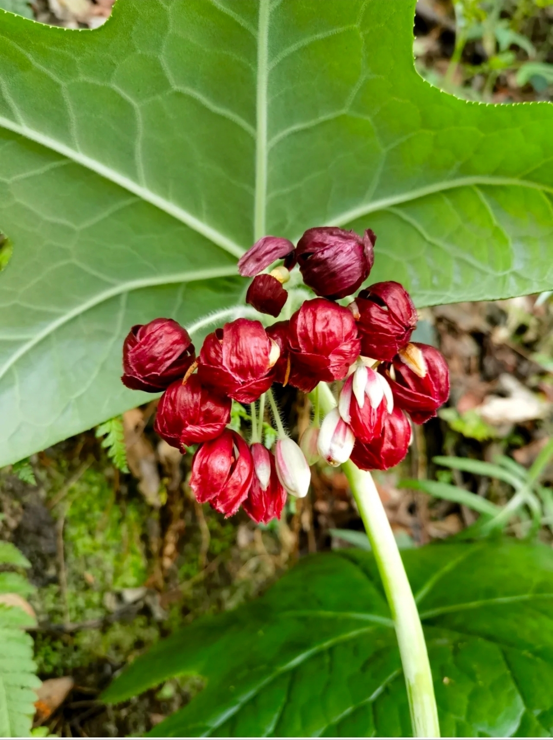 八角莲是小檗科鬼臼属多年生草本植物