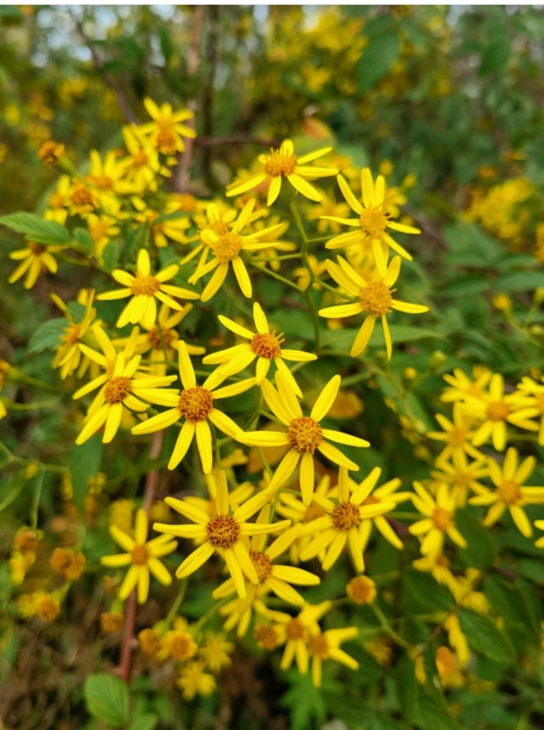 是菊科千里光属多年生攀援草本植物.株高1.
