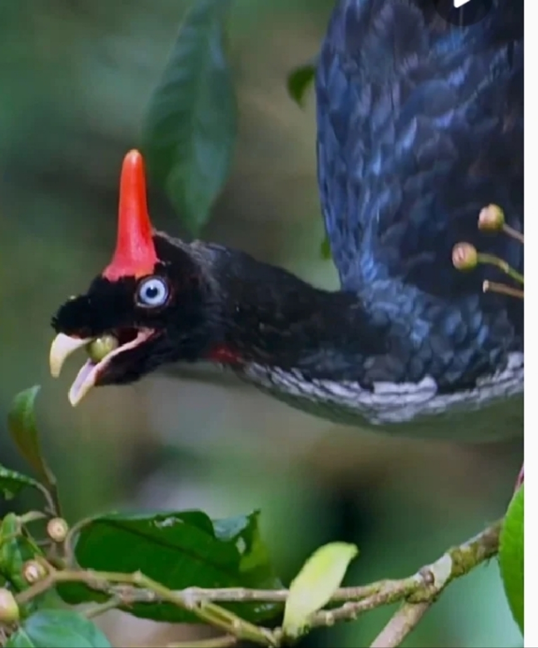 角冠雉又名角官鸟,属于鸡形目凤冠雉科角冠雉属的一种大型的鸟类.