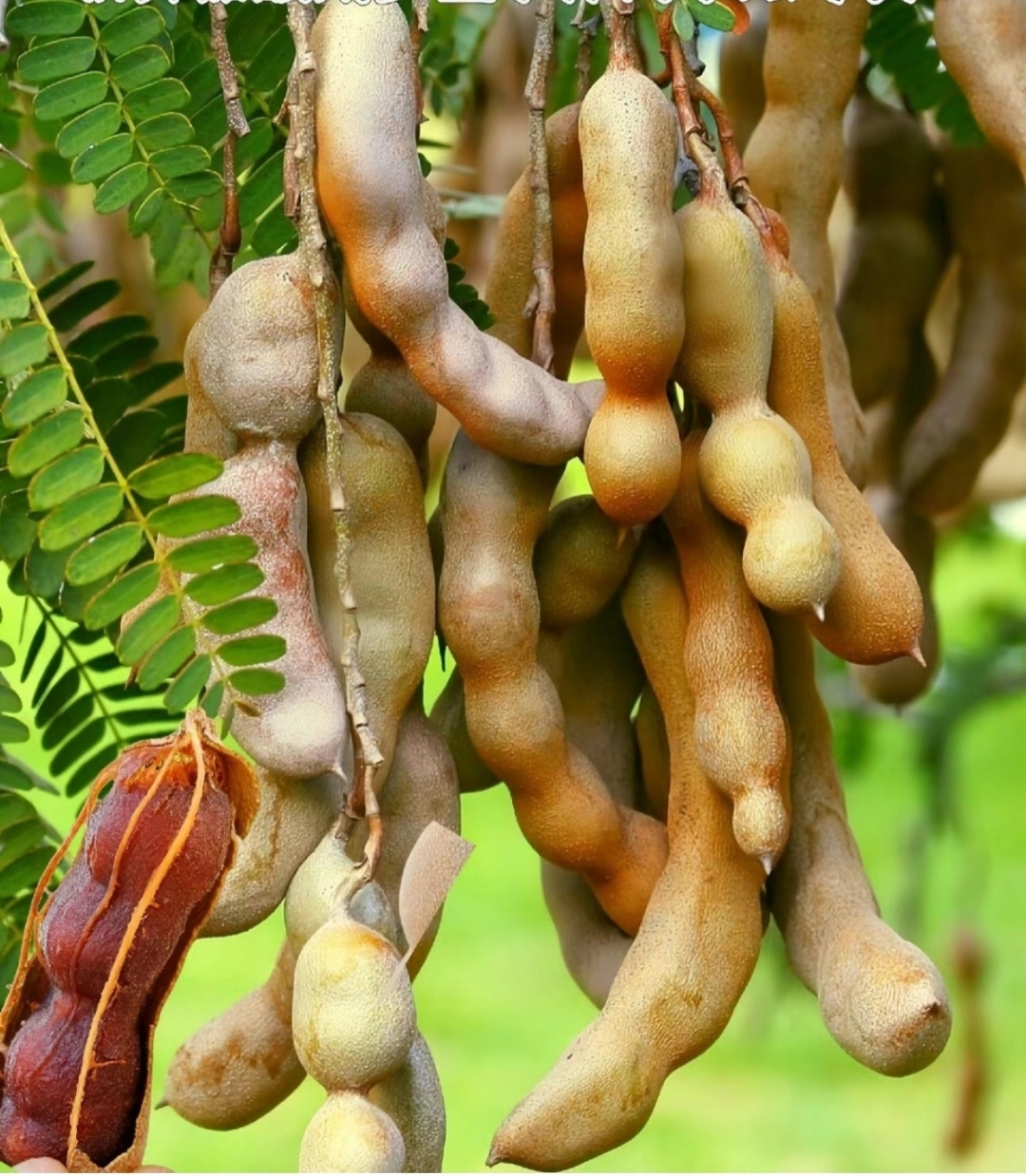 罗望子味道酸甜可口,具有丰富的营养价值.