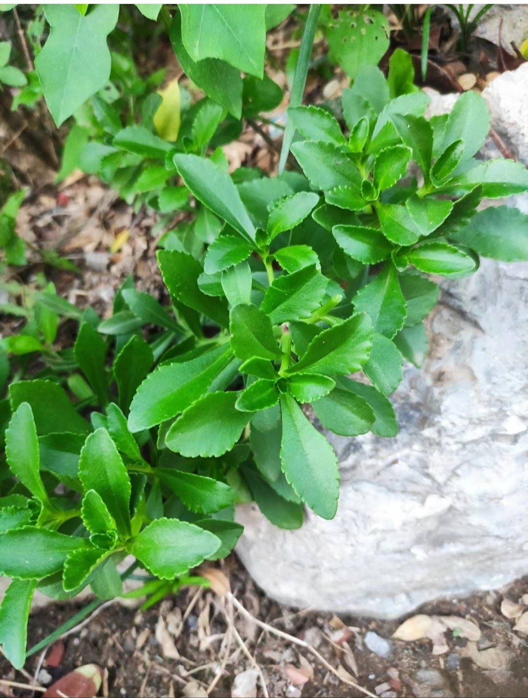 费菜是景天科费菜属多年生草本植物