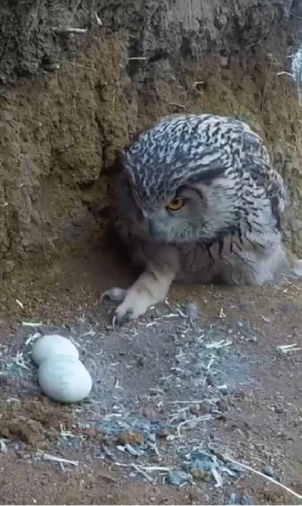 今天我看到猫头鹰幼崽破壳而出时,它们浑身湿漉漉的,闭着眼睛,十分