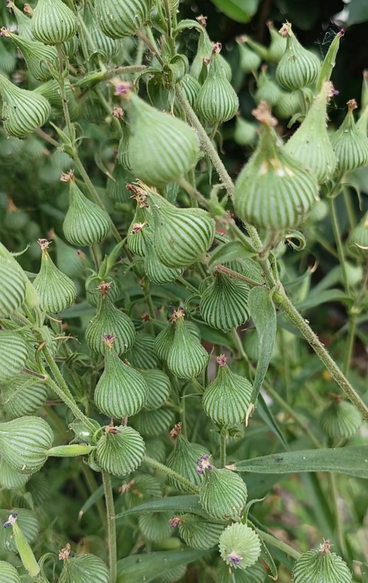 麦瓶草是一种草本植物,茎秆直立,株形优美.