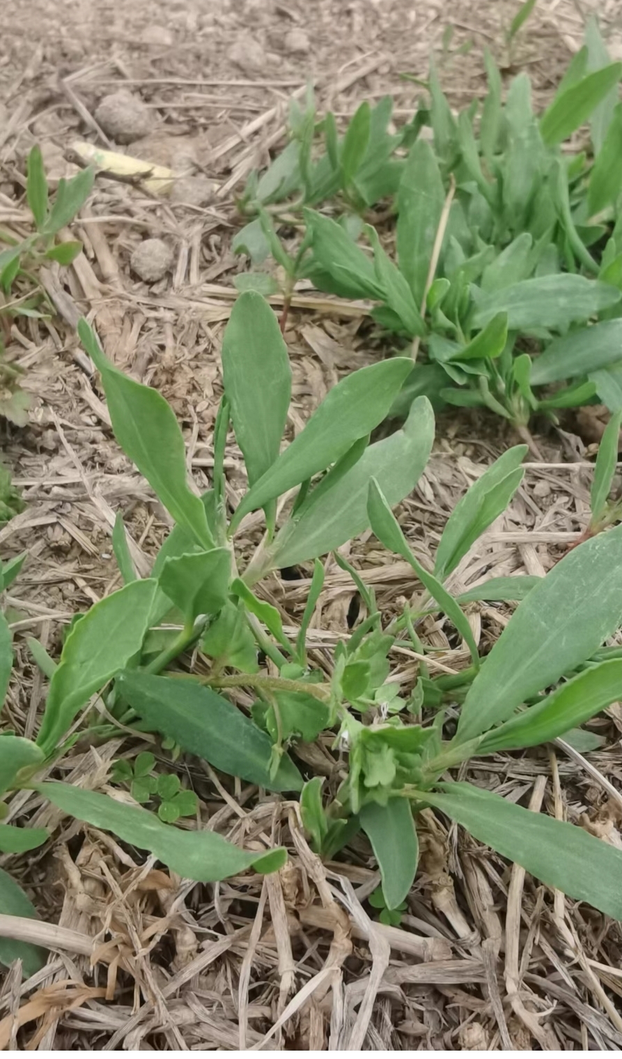 峨眉山野菜竹叶菜图片