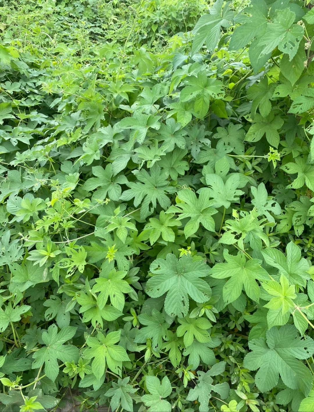 拉拉秧学名为葎草,是桑科葎草属多年生攀援草本植物,又称拉拉藤,五爪